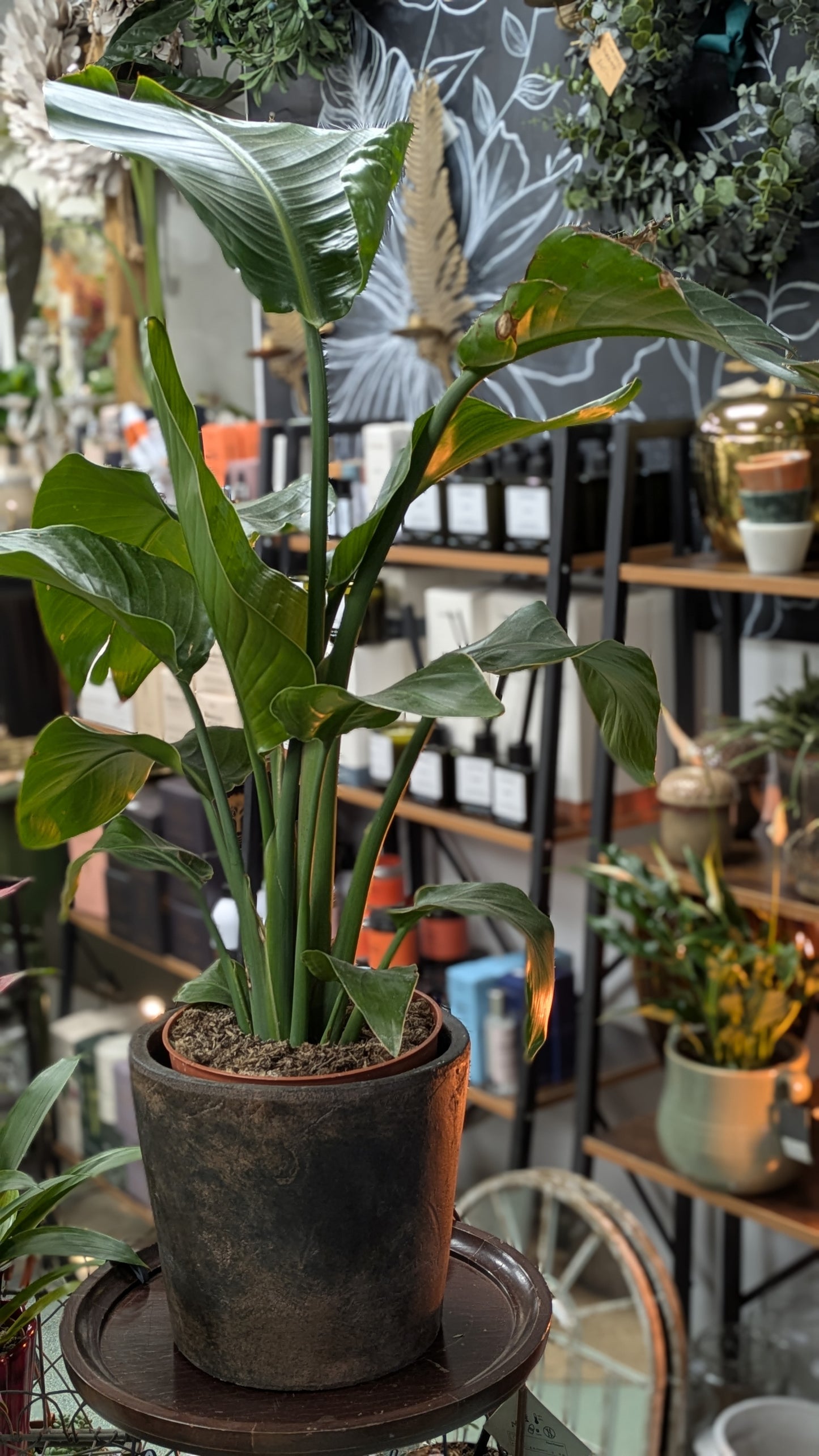 Bird of Paradise (Small)