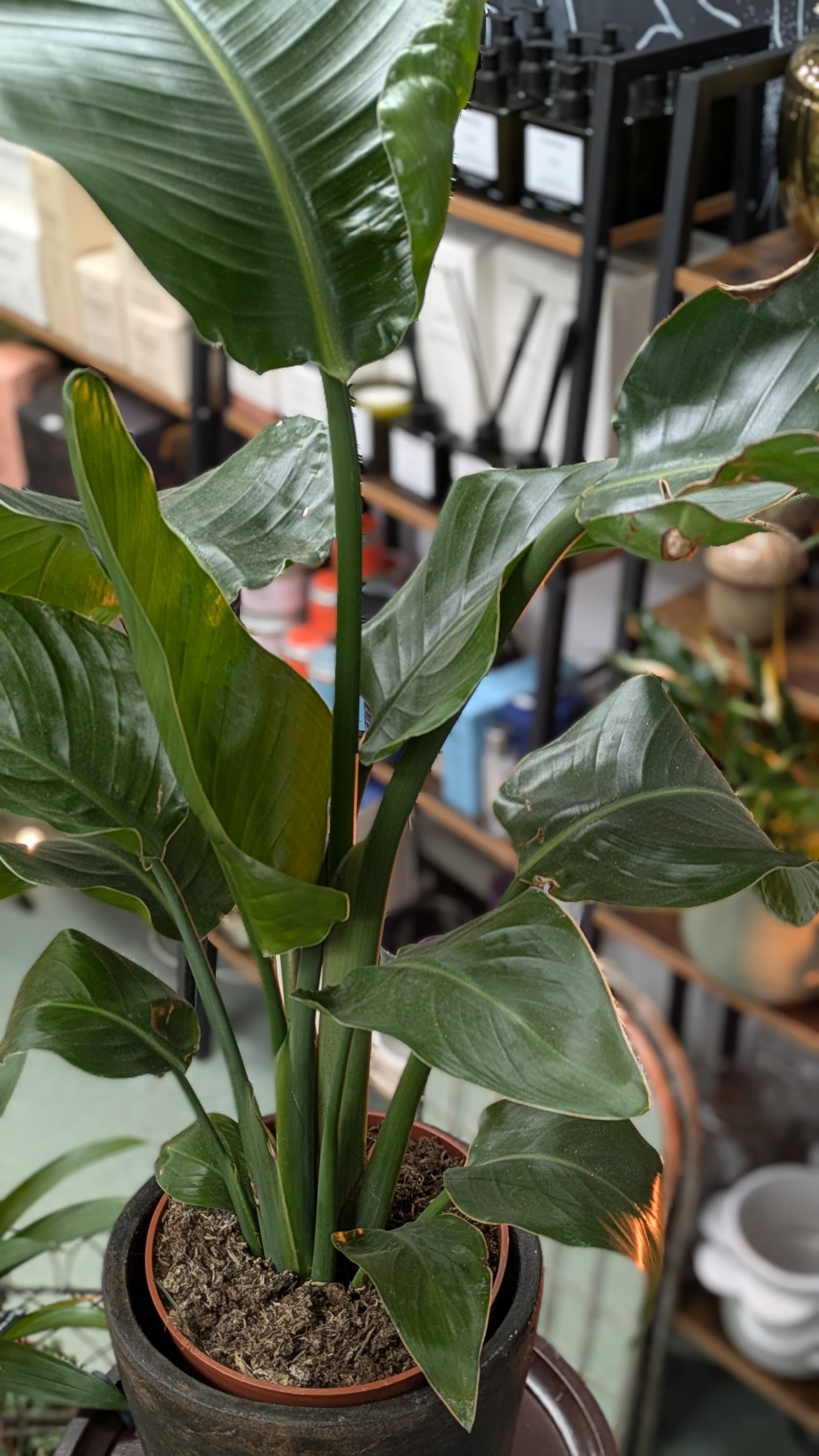 Bird of Paradise (Small)