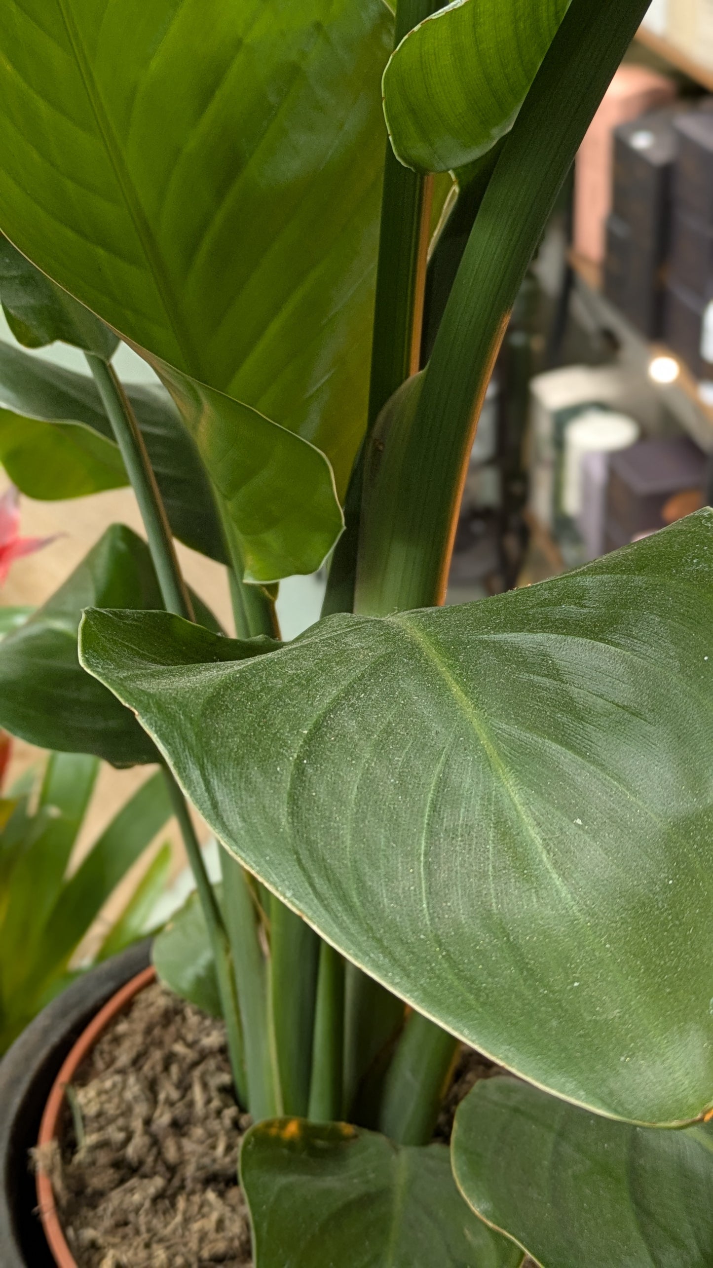 Bird of Paradise (Small)