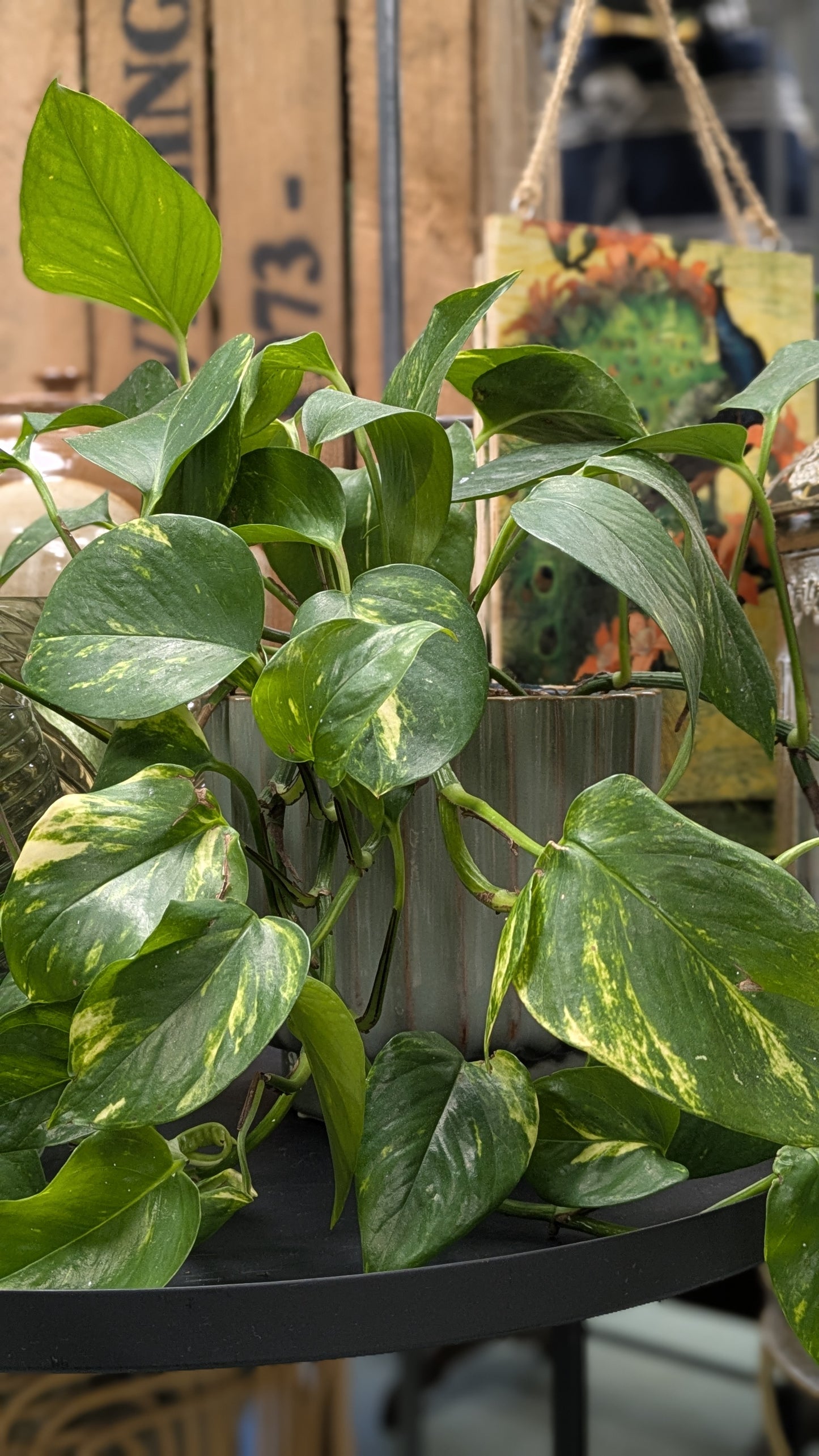 Philodendron 'Brasil'
