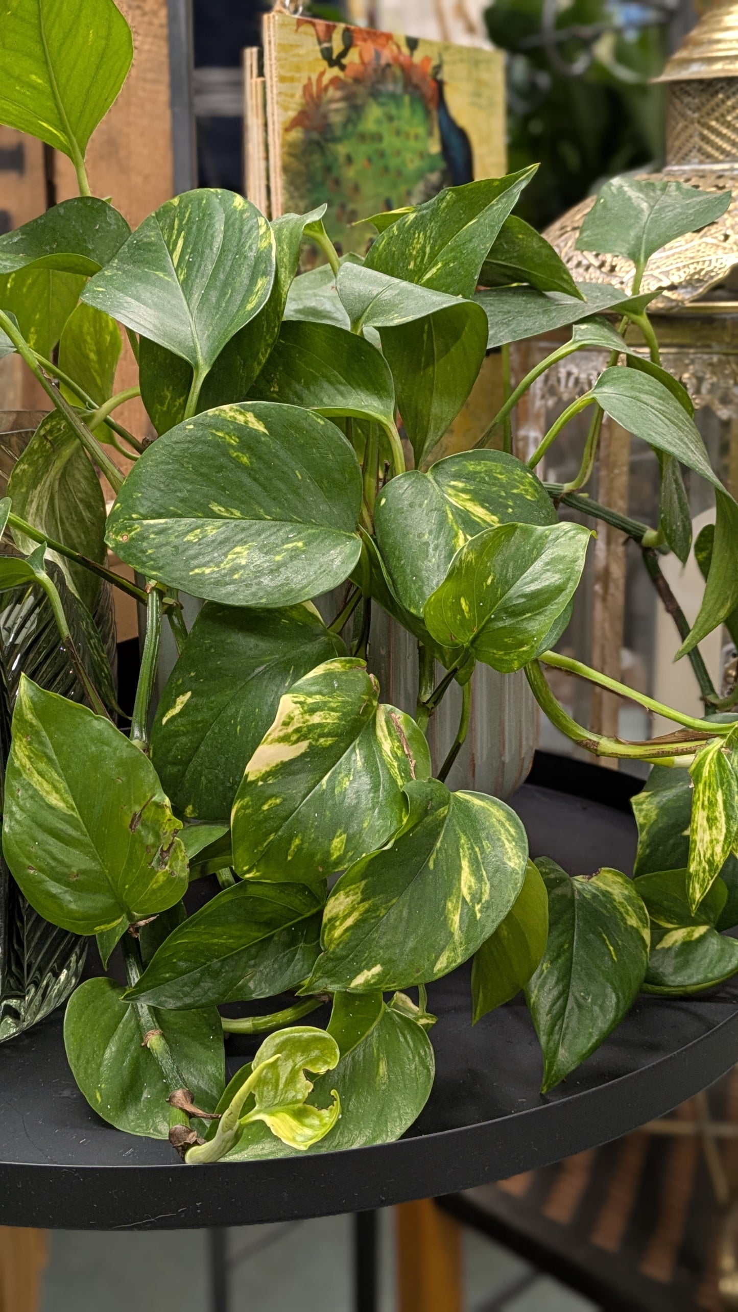 Philodendron 'Brasil'