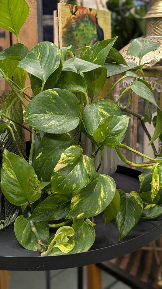 Philodendron 'Brasil'