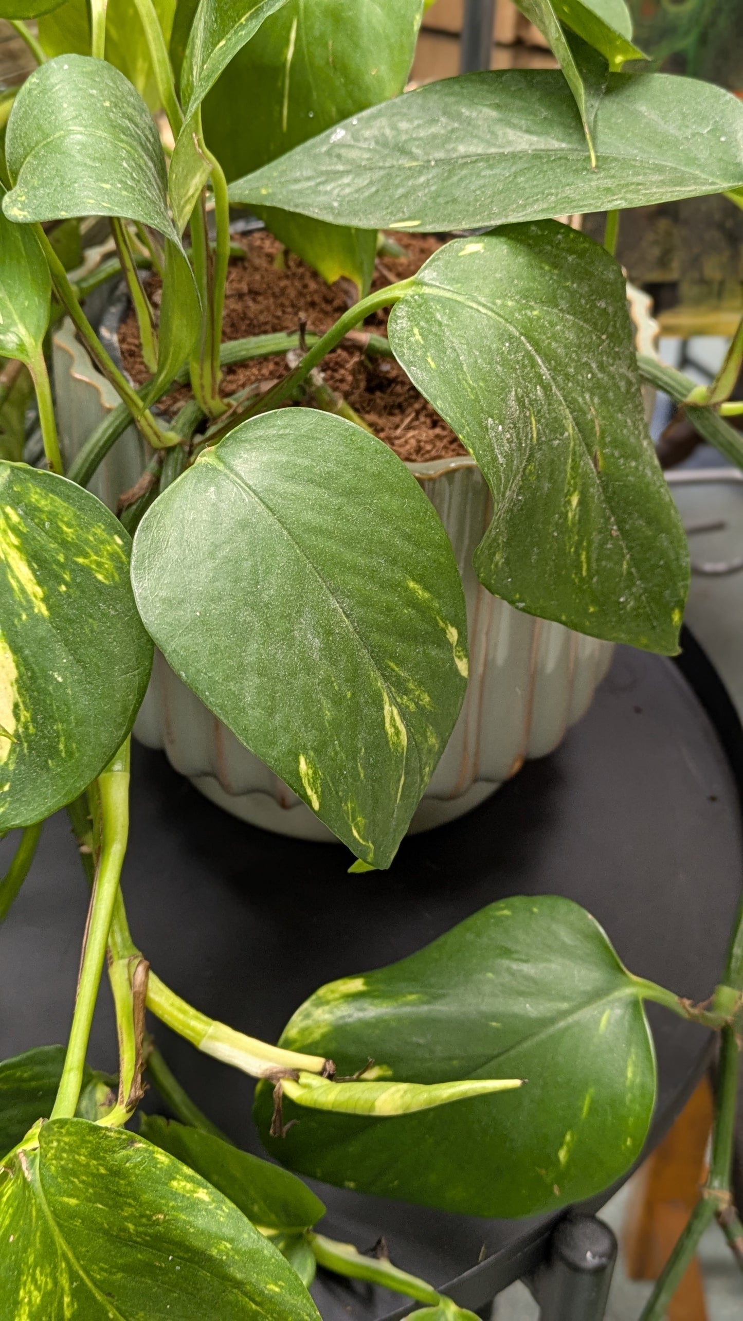 Philodendron 'Brasil'