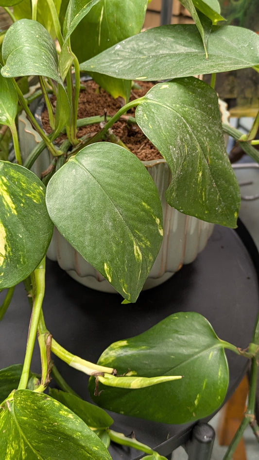 Philodendron 'Brasil'