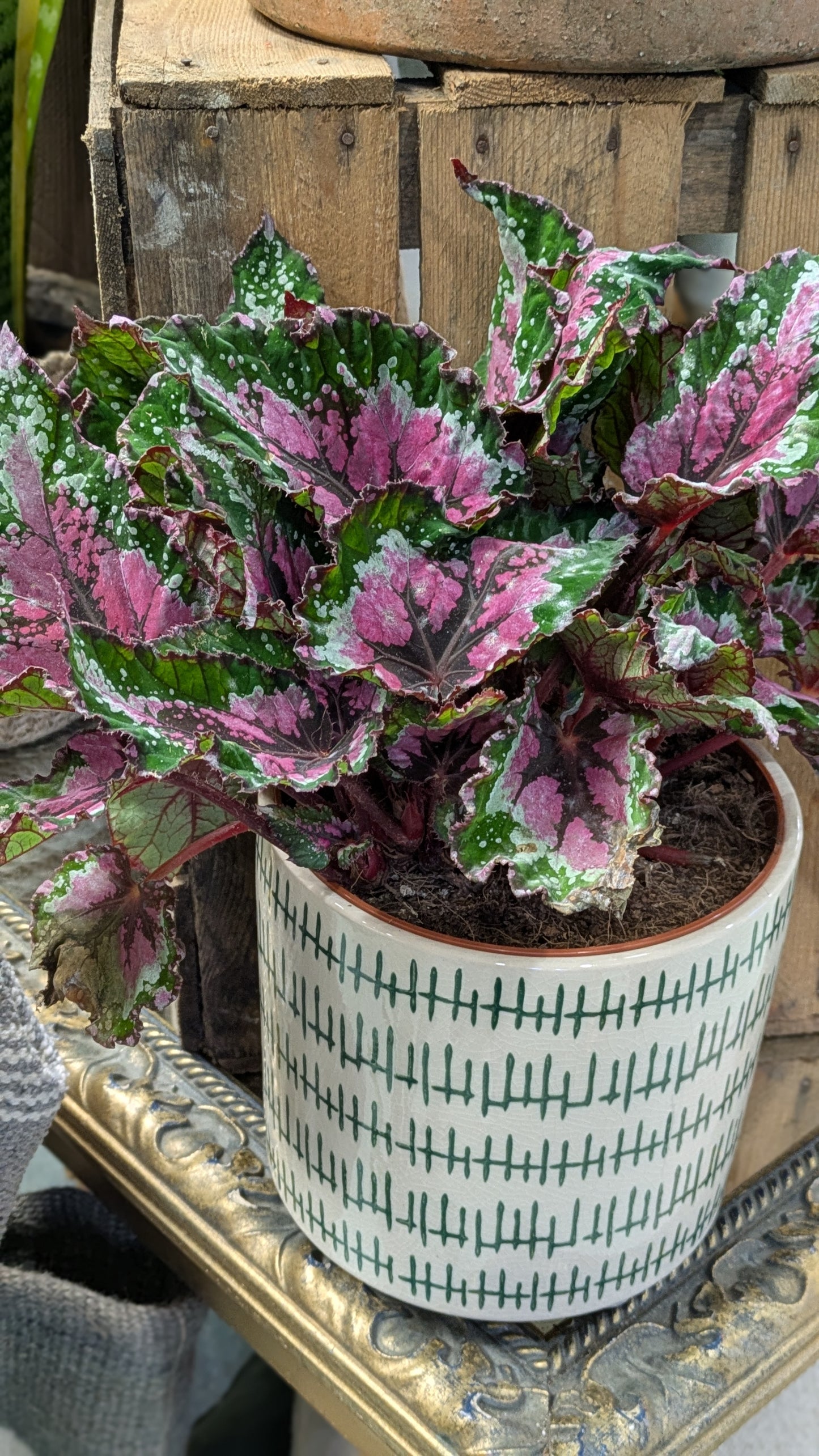 Begonia 'Painted Leaf'