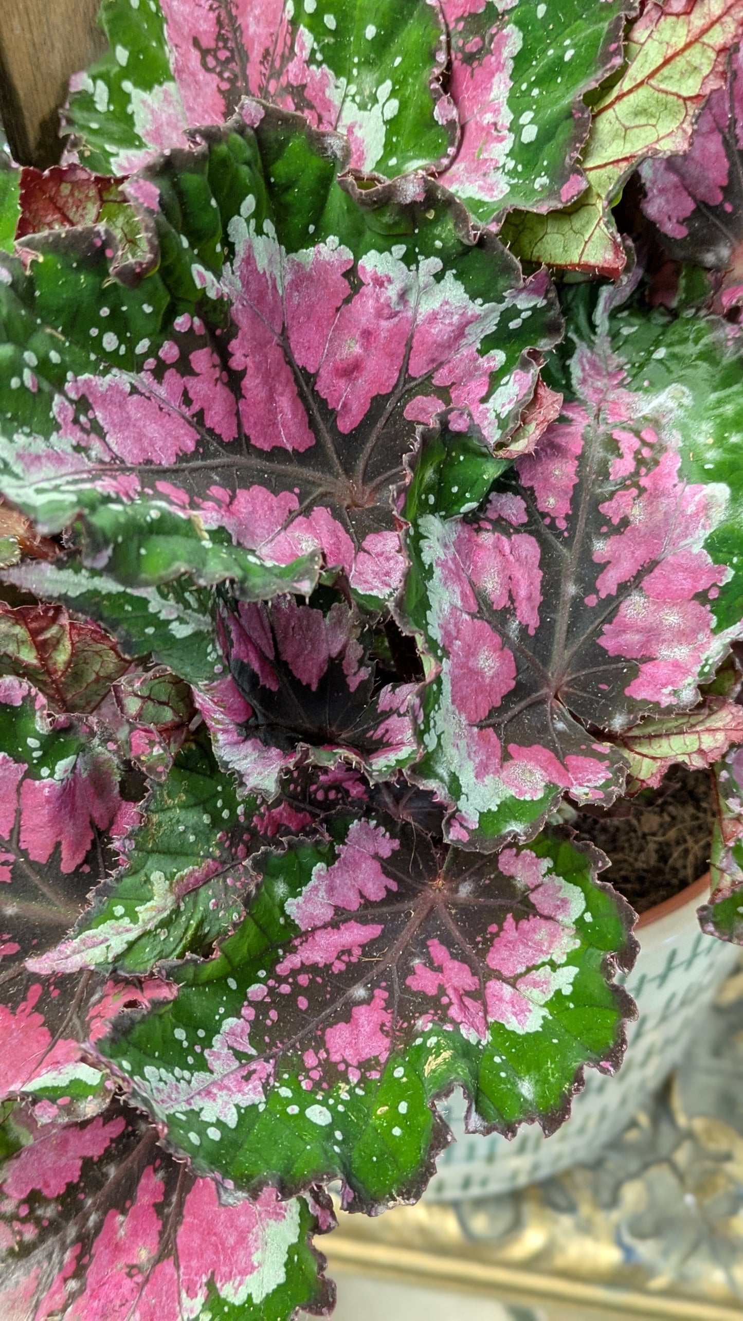 Begonia 'Painted Leaf'