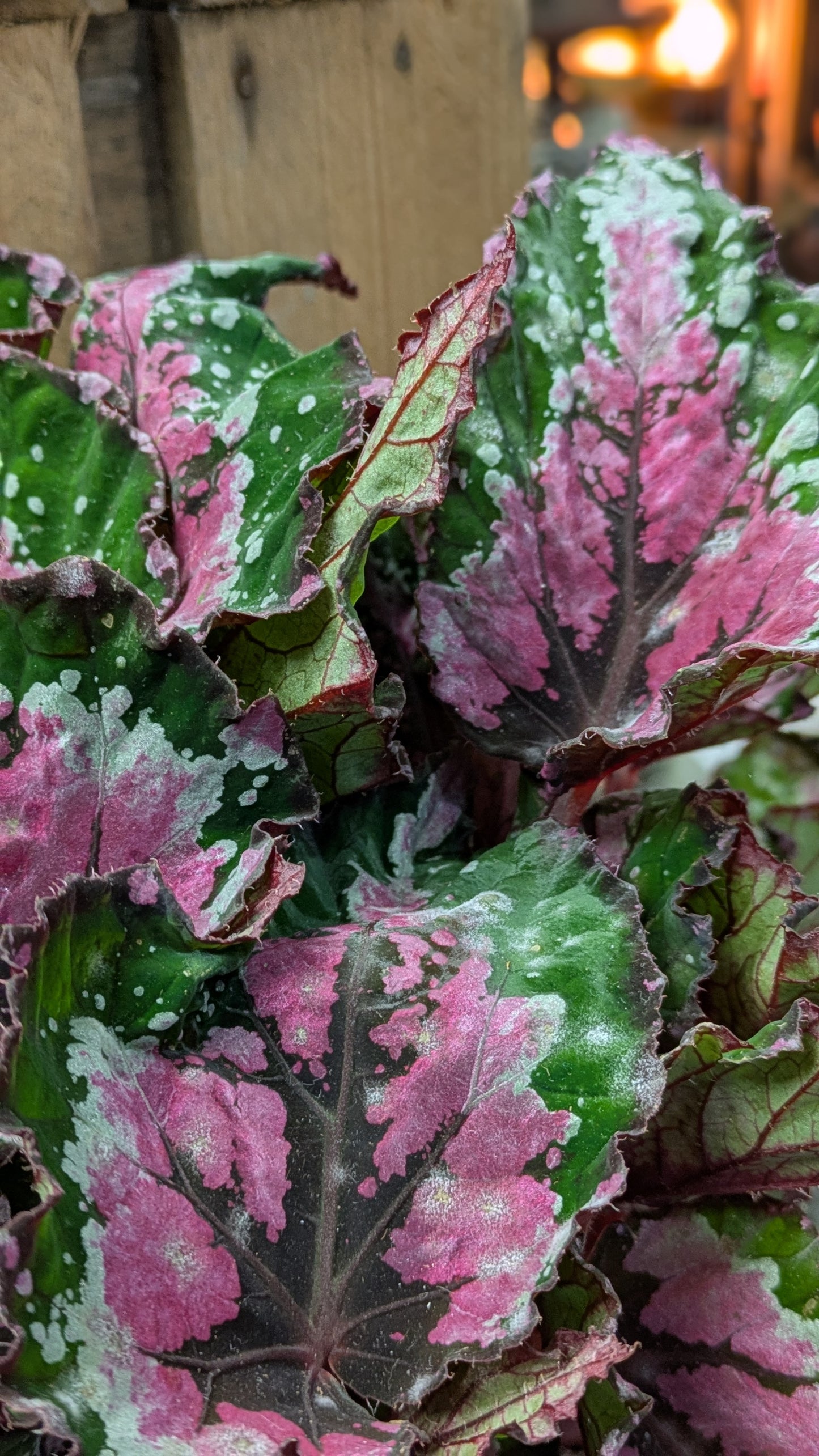 Begonia 'Painted Leaf'