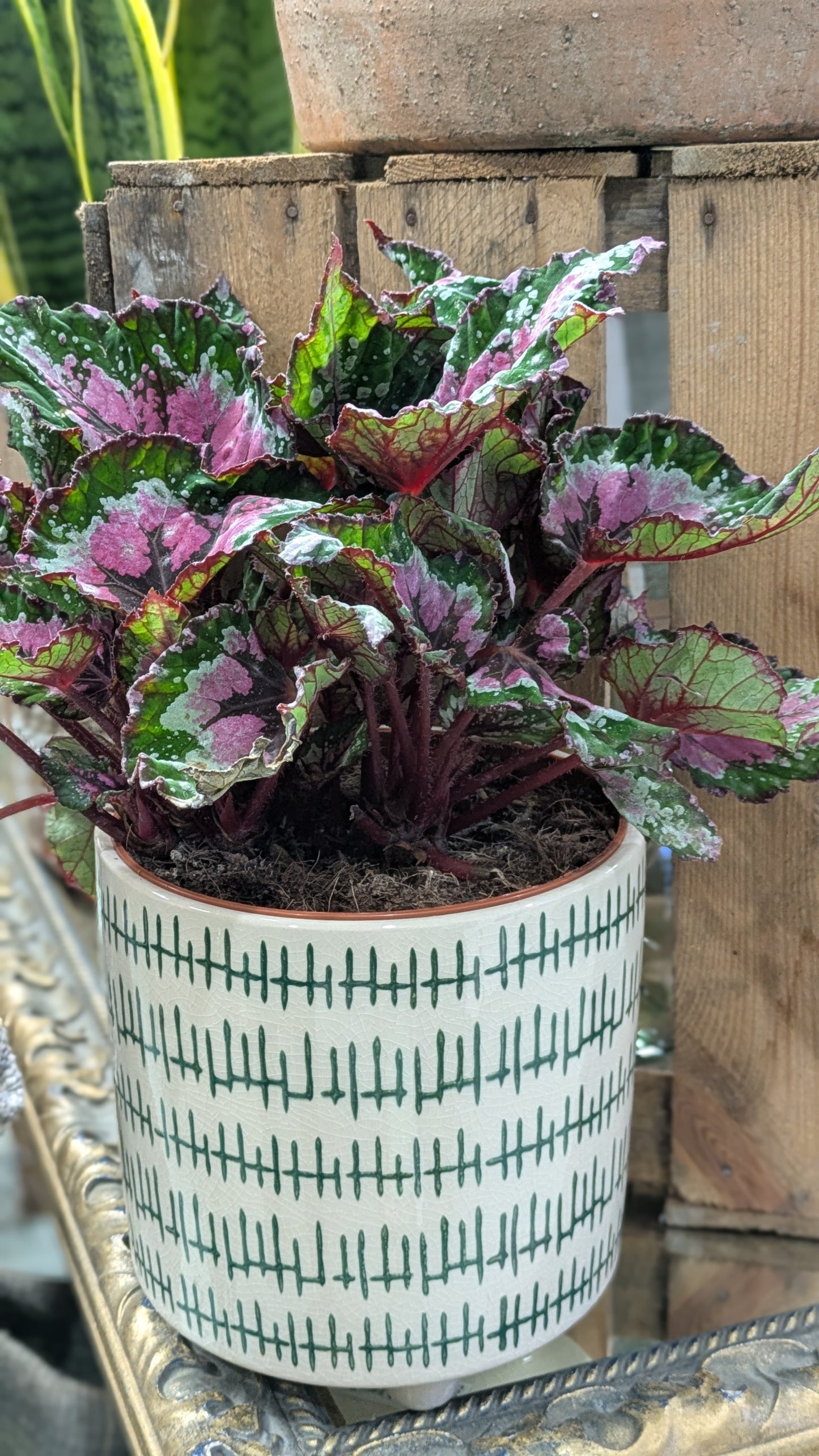 Begonia 'Painted Leaf'