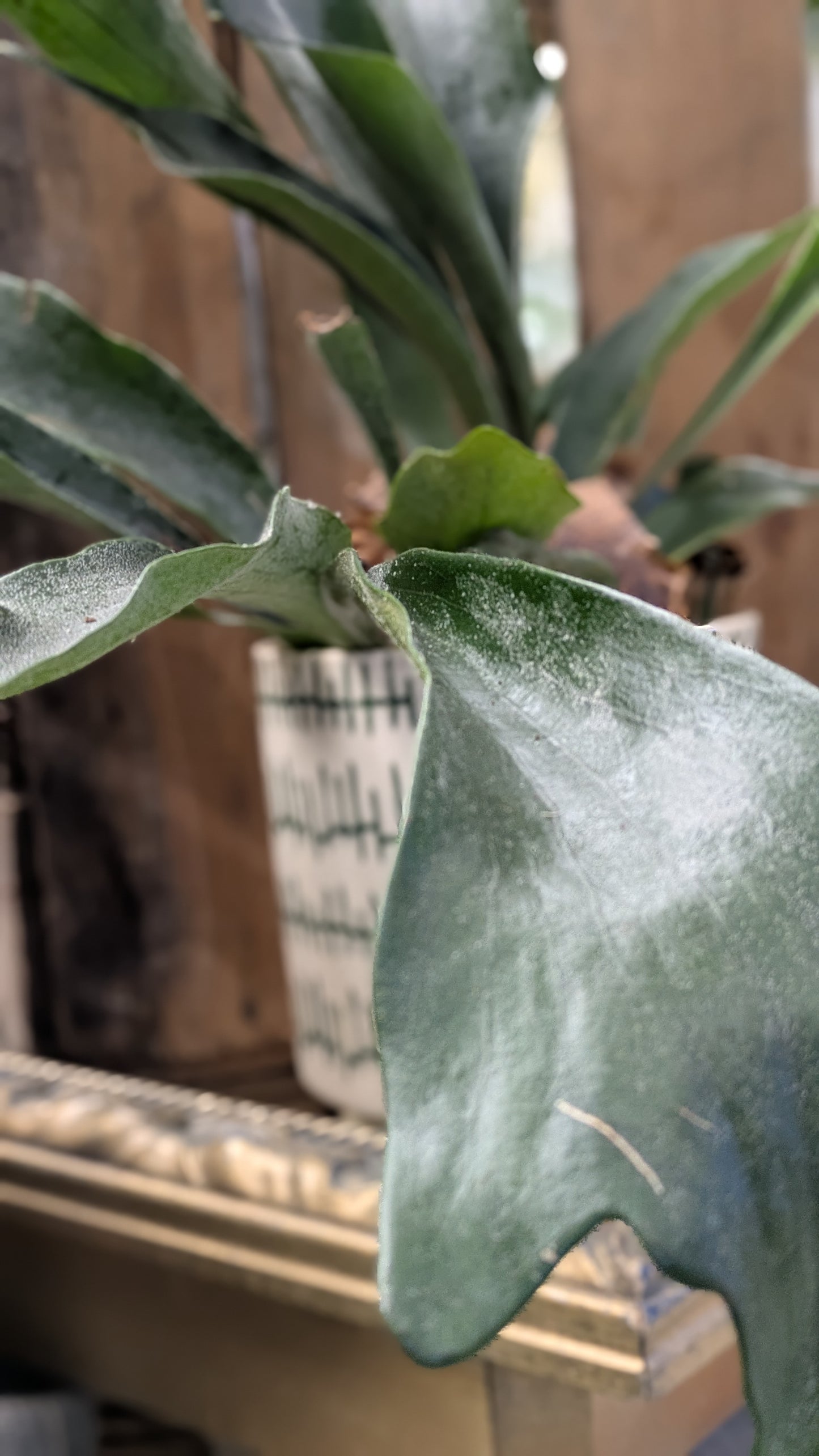 Stag Horn Fern