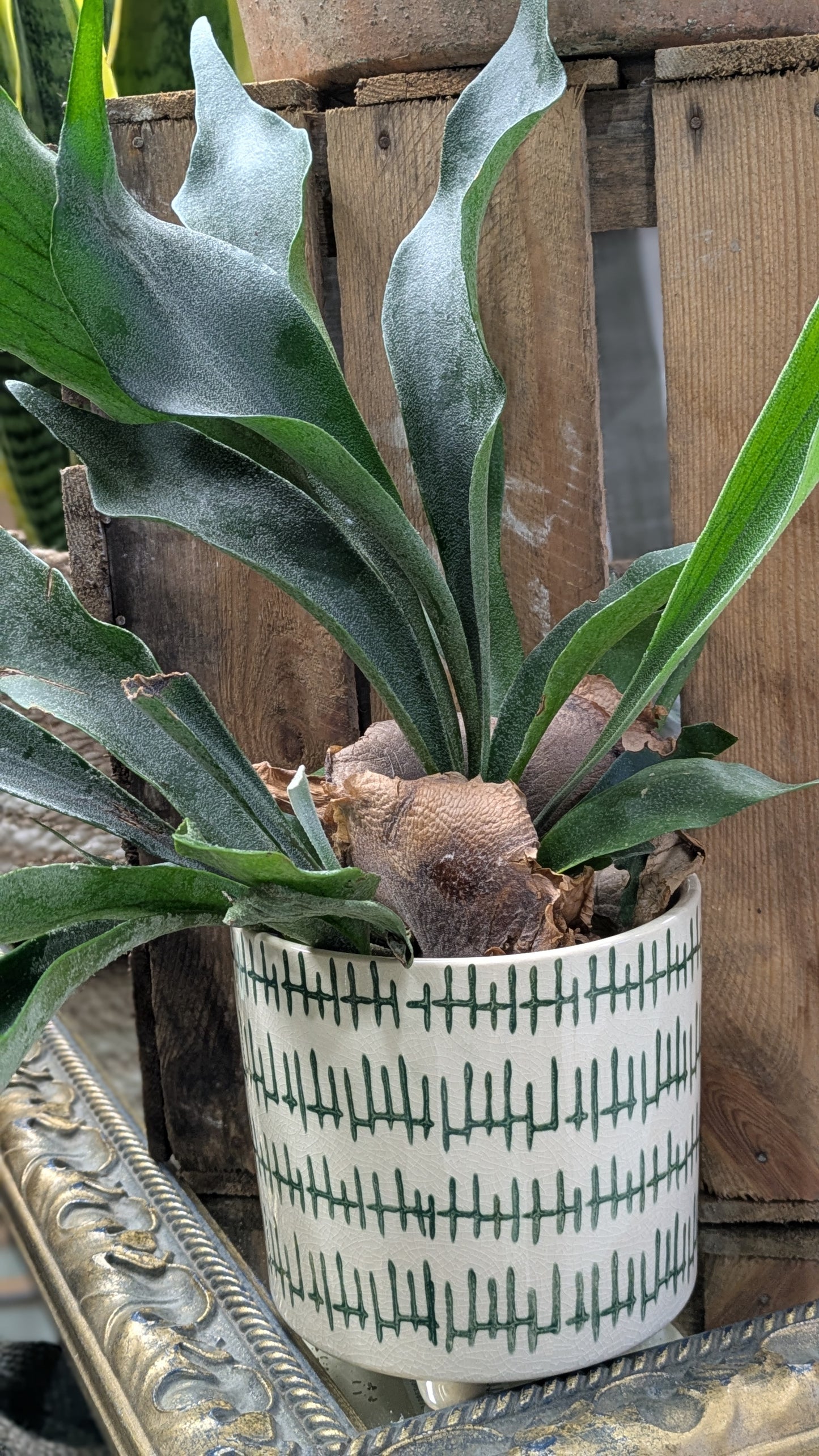 Stag Horn Fern