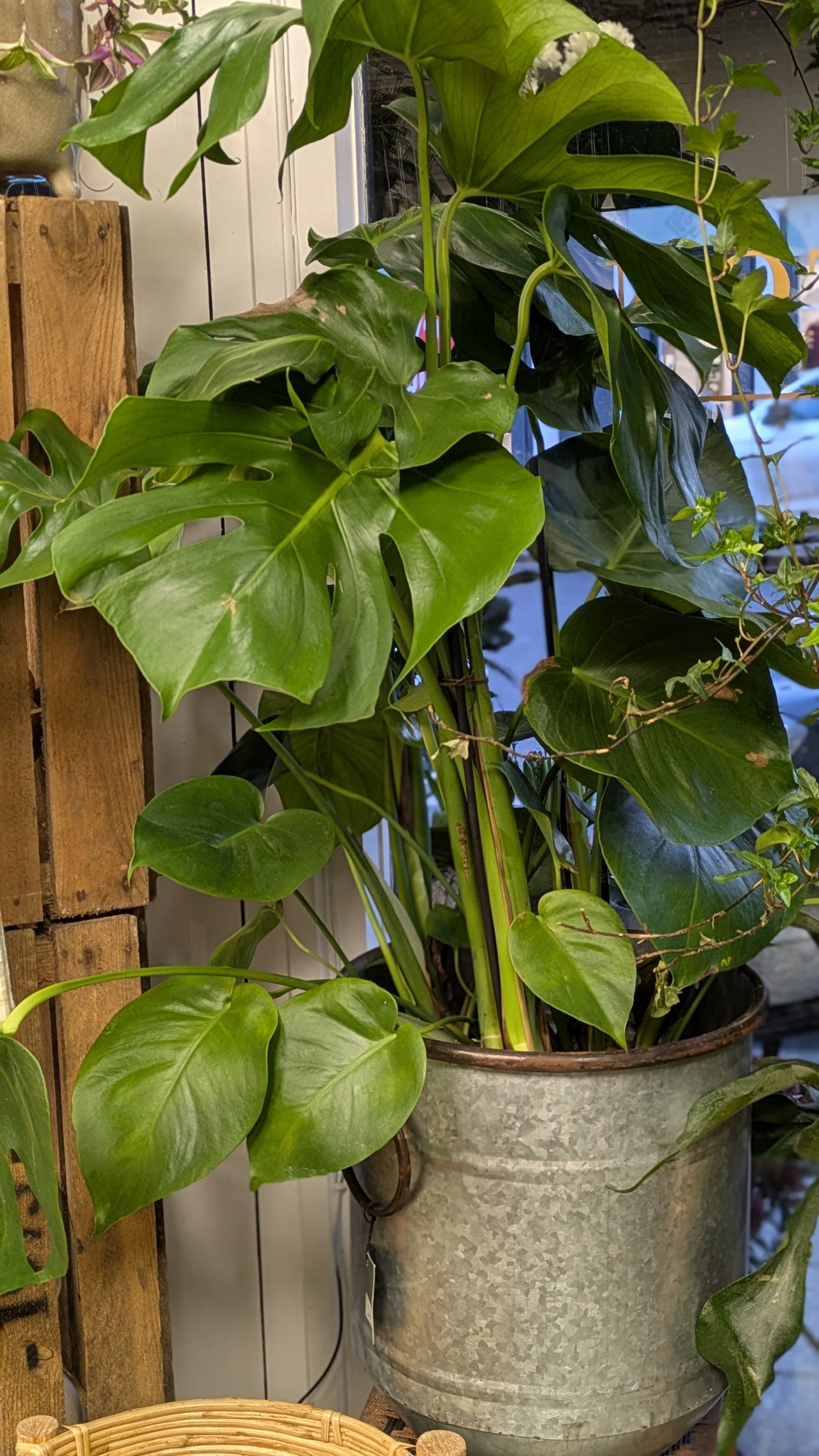 Monstera (Medium)