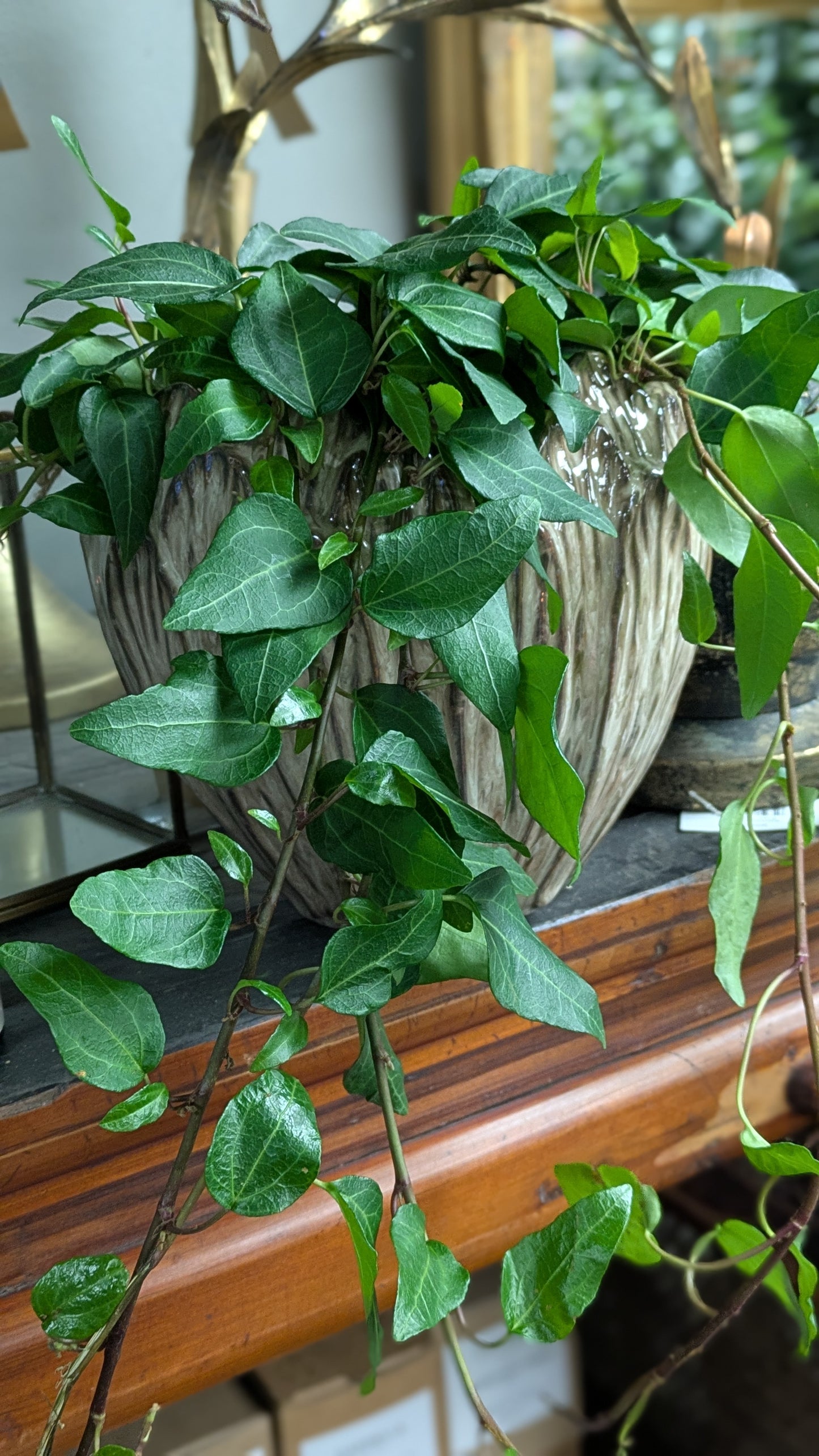 Ivy