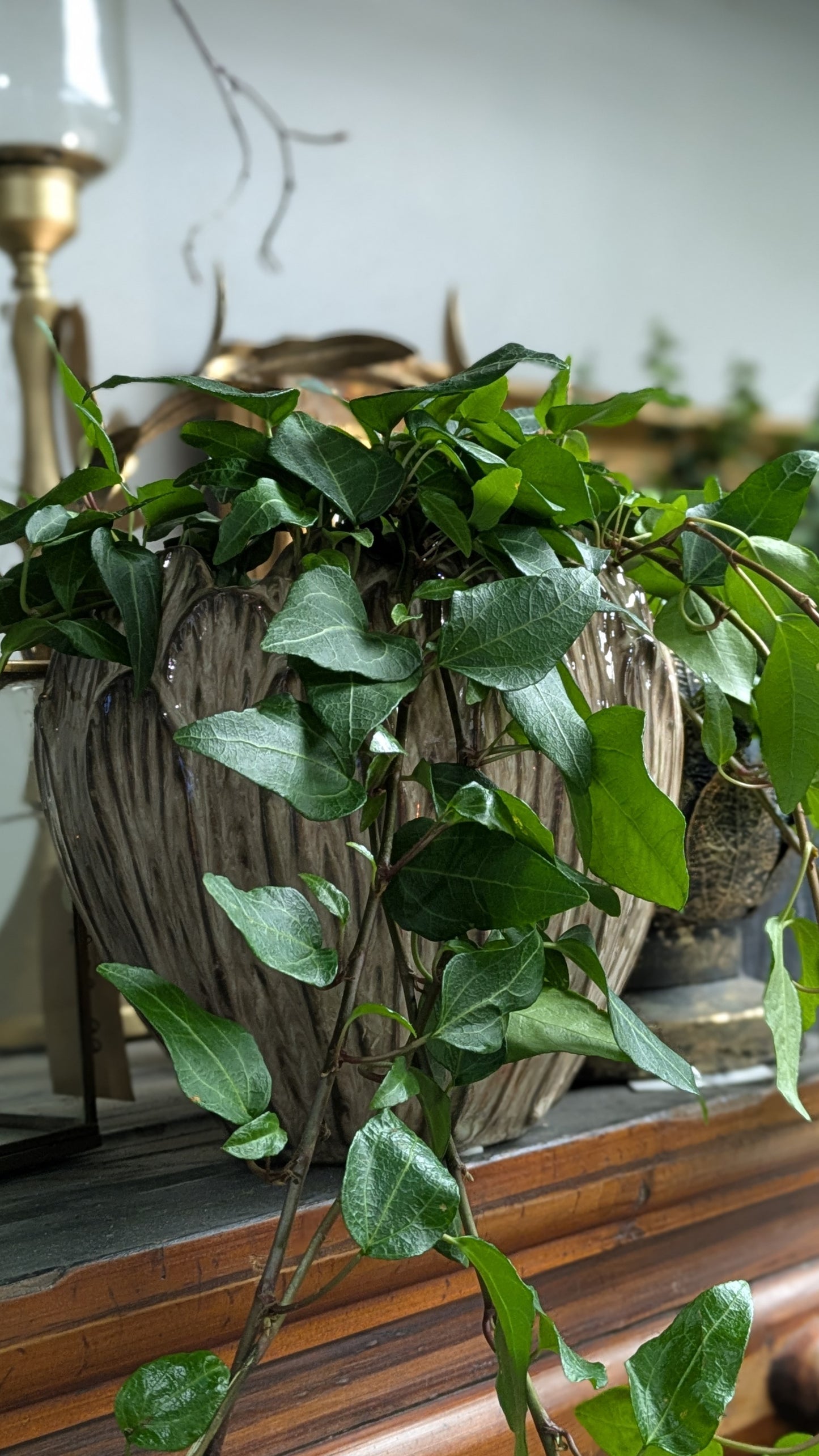 Ivy