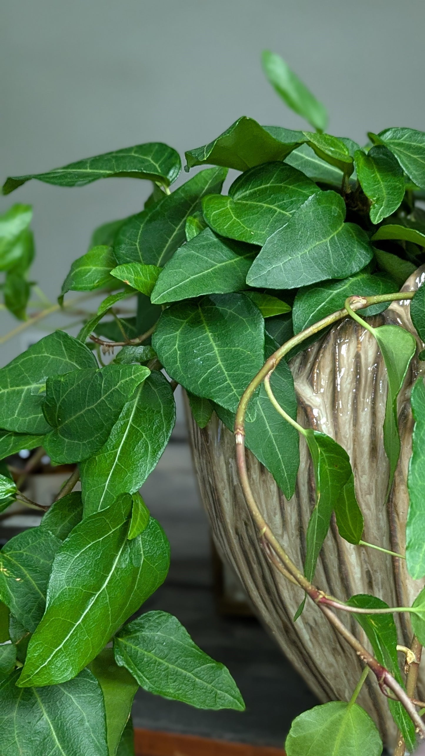 Ivy