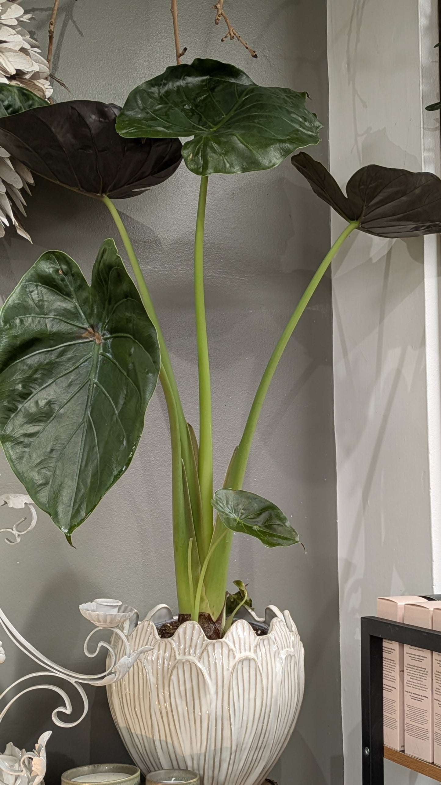 Elephant Ear plant