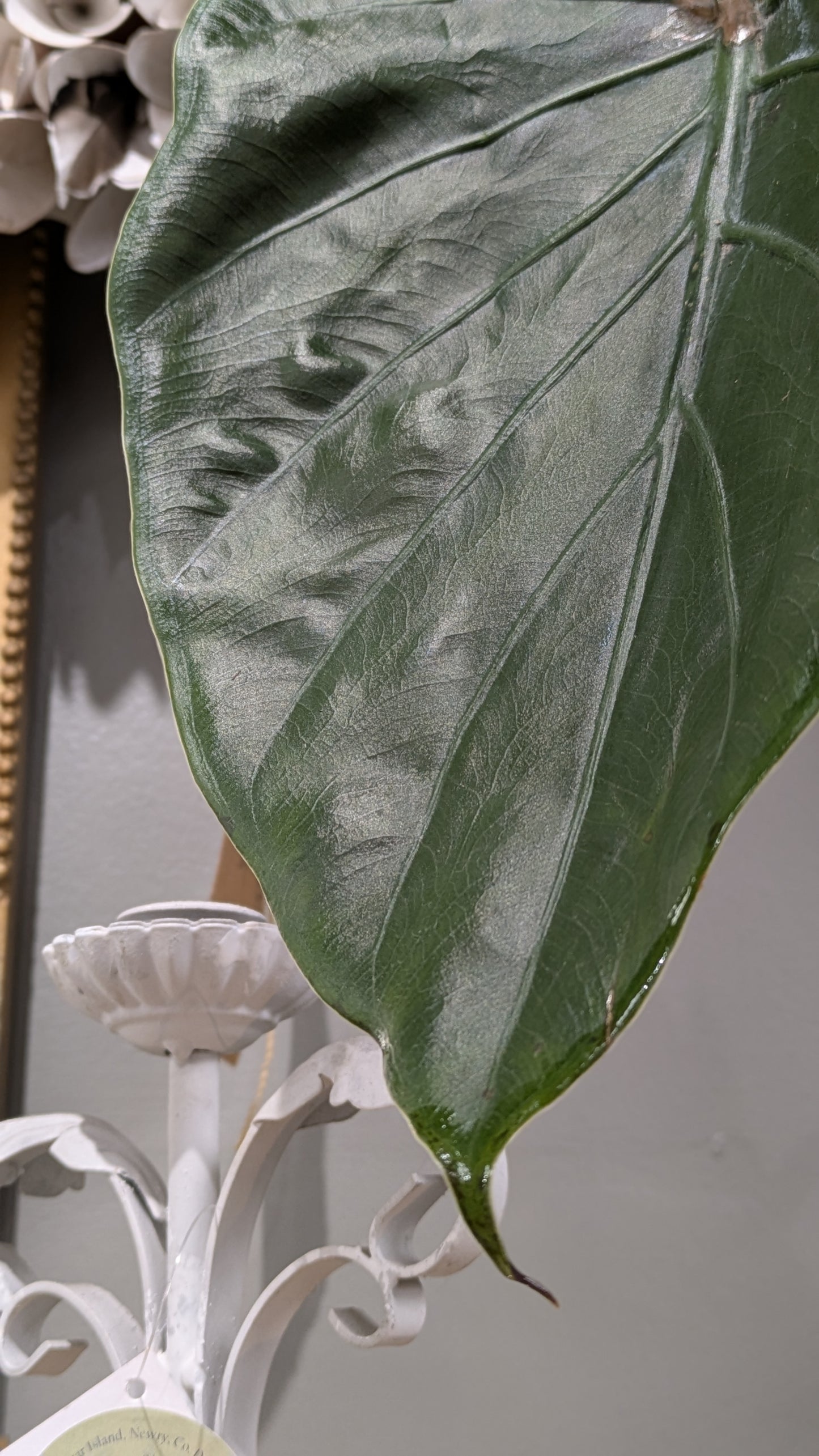 Elephant Ear plant