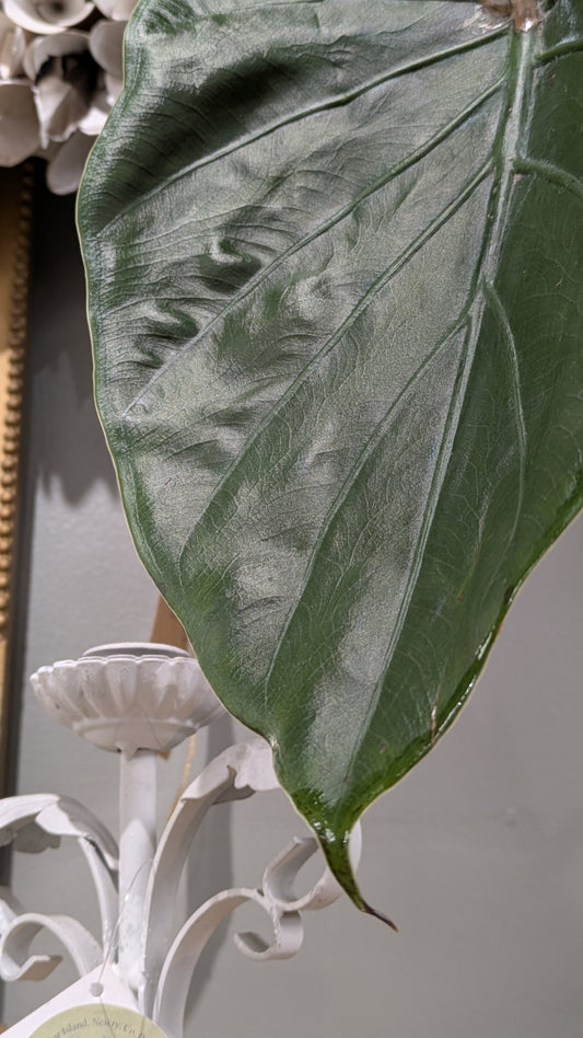 Elephant Ear plant