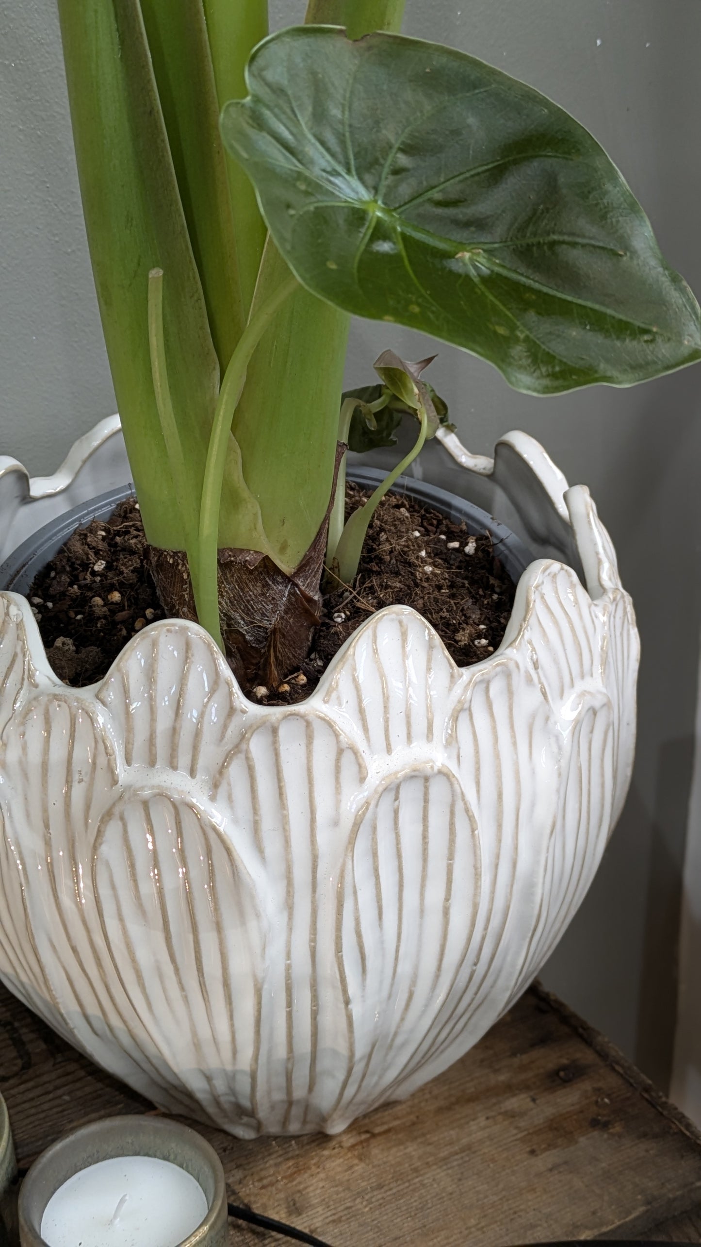 Elephant Ear plant