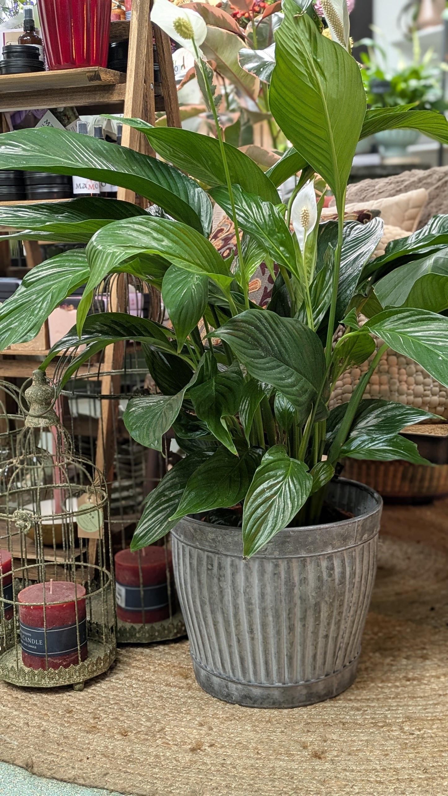 Spathiphllum/ Peace Lily (Large)