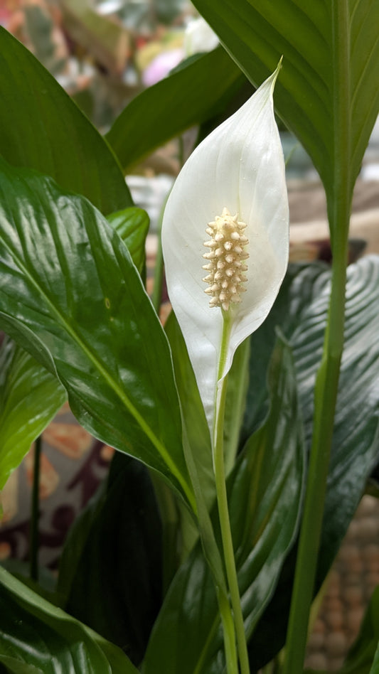 Spathiphllum/ Peace Lily (Large)