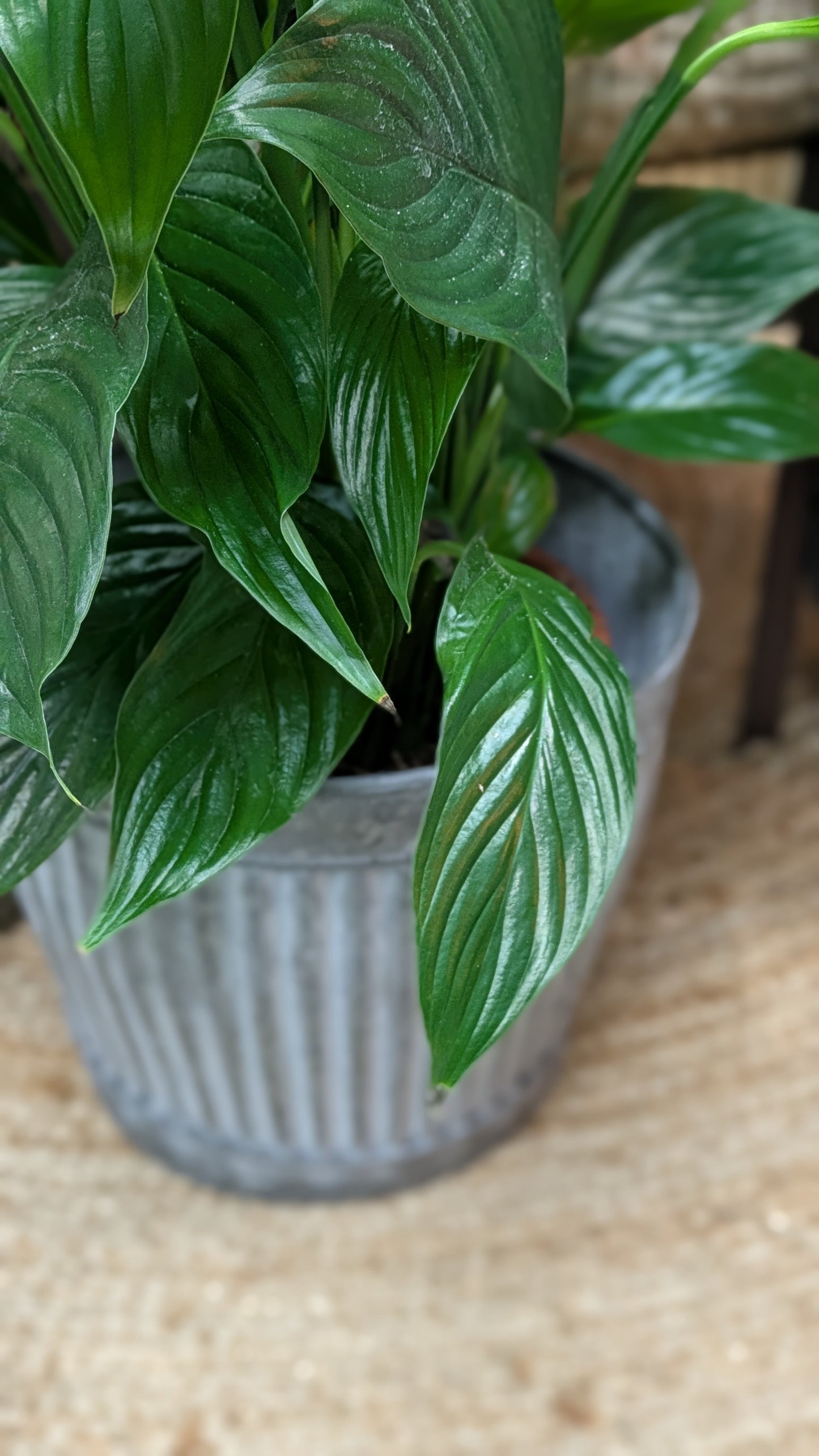 Spathiphllum/ Peace Lily (Large)