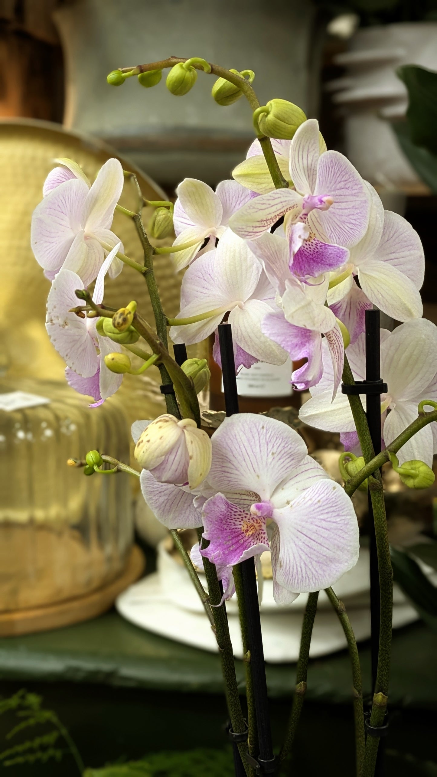 Orchid