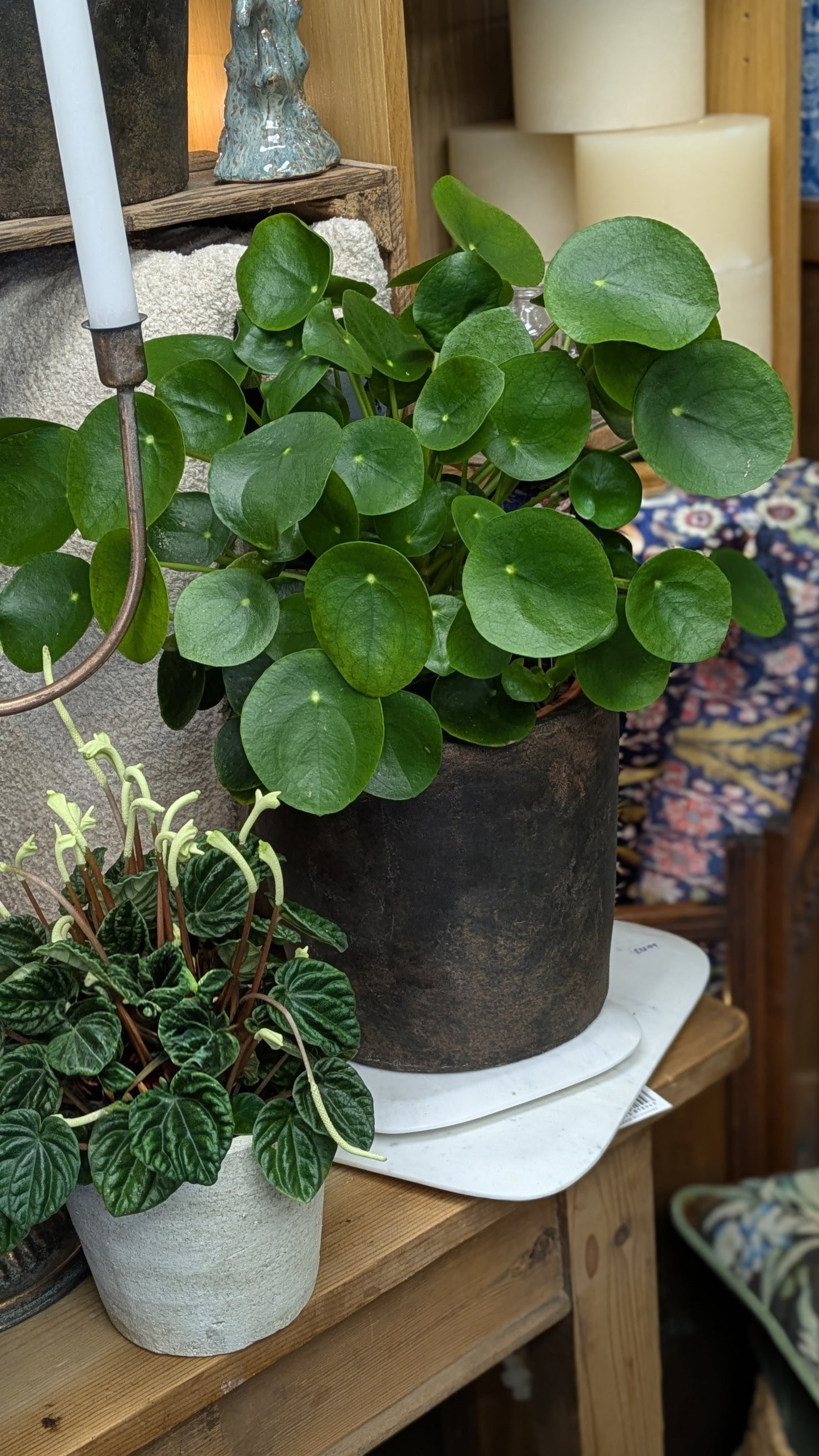 Chinese Money Plant (Large)