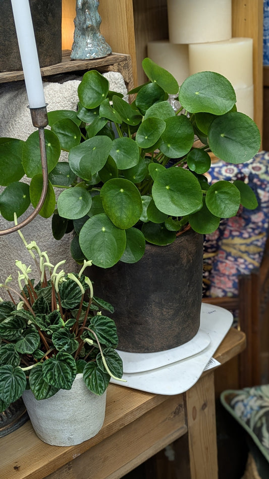 Chinese Money Plant (Large)