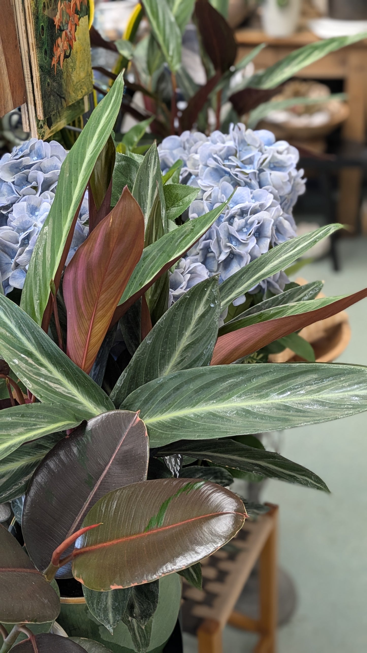 Calathea 'Stripestar'