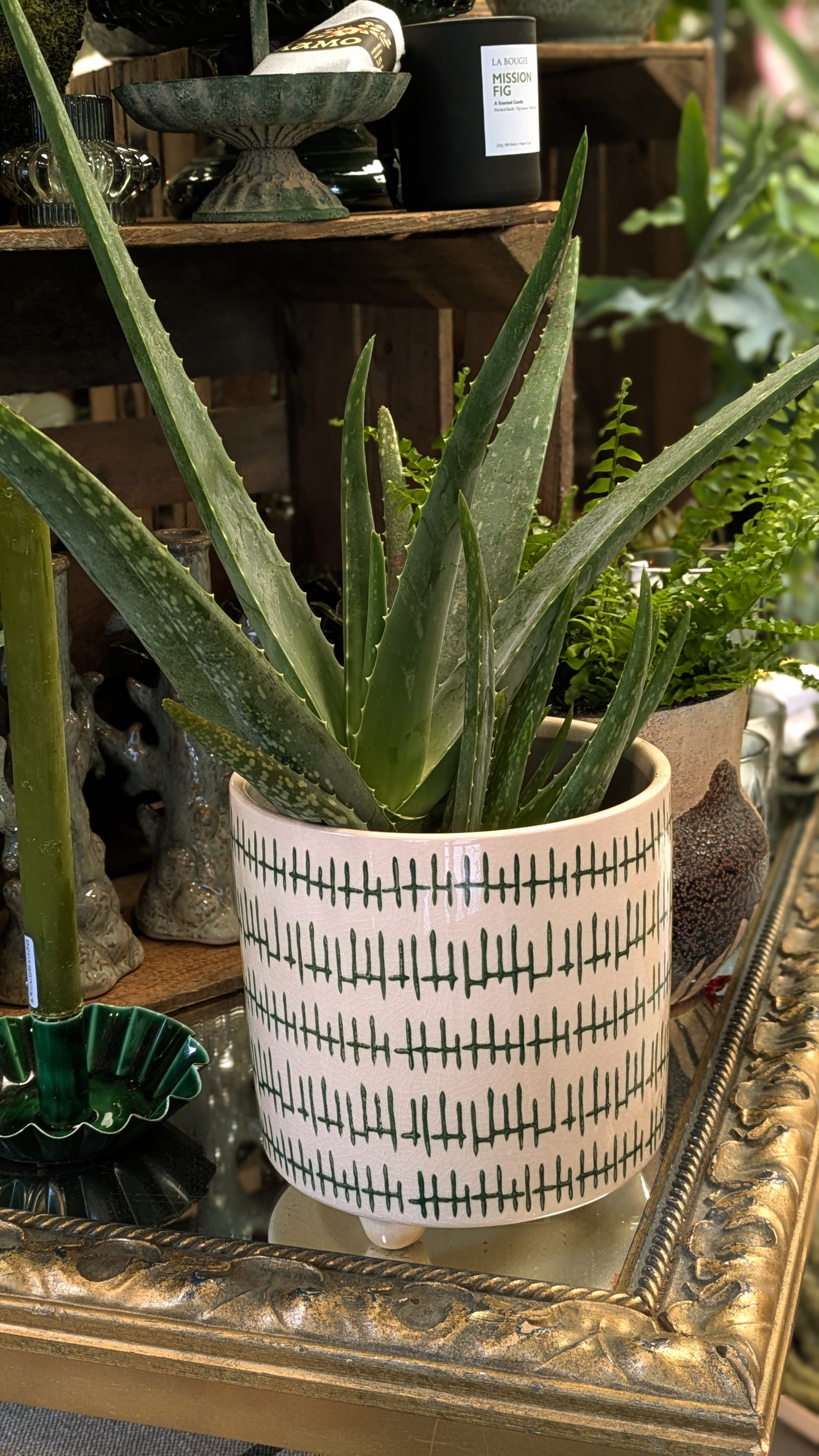 Aloe Vera