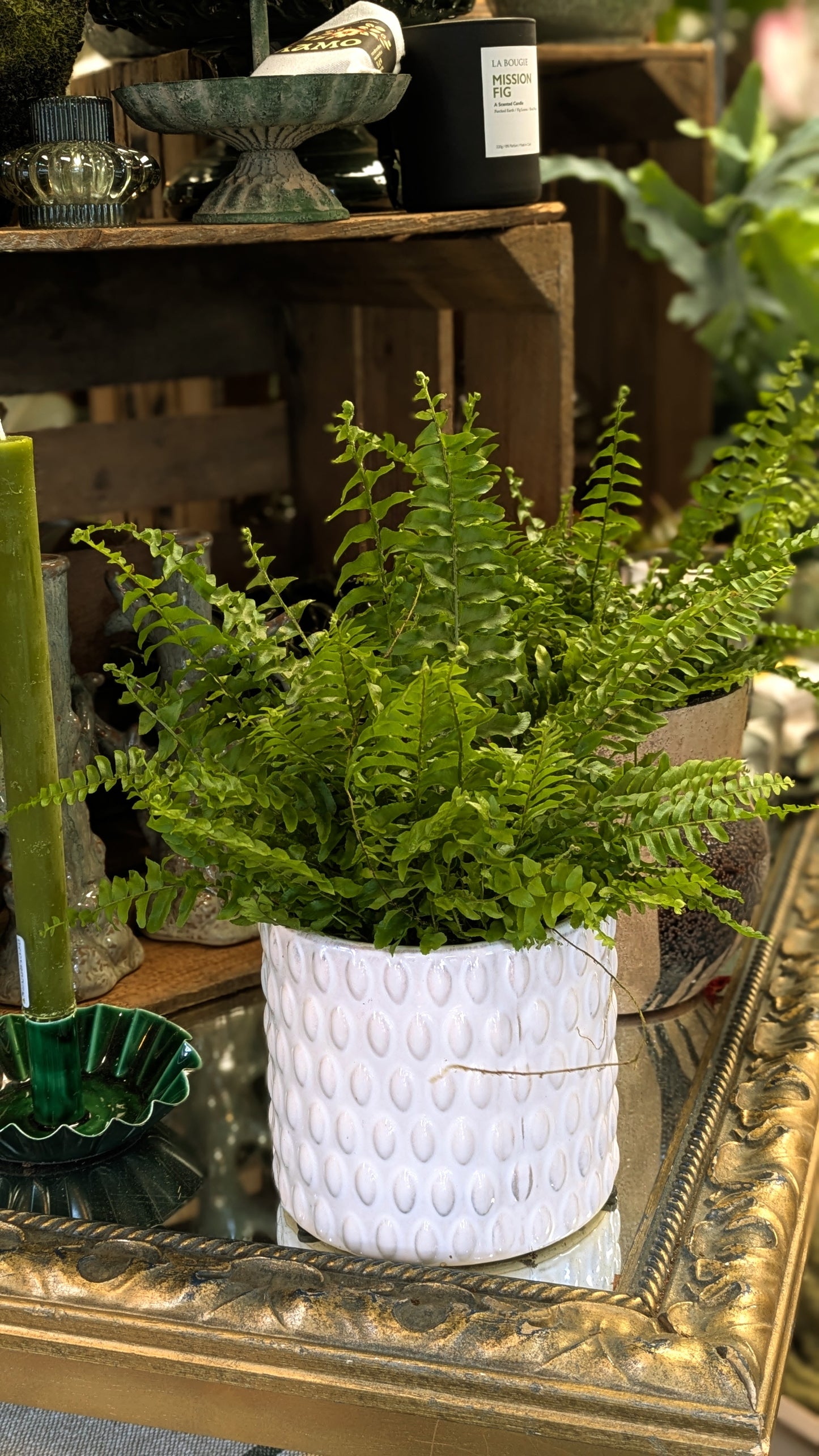 Boston Fern
