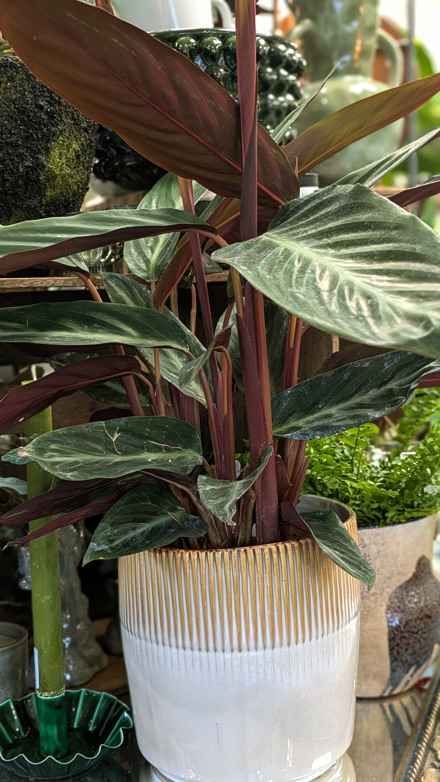 Calathea 'Stripestar'