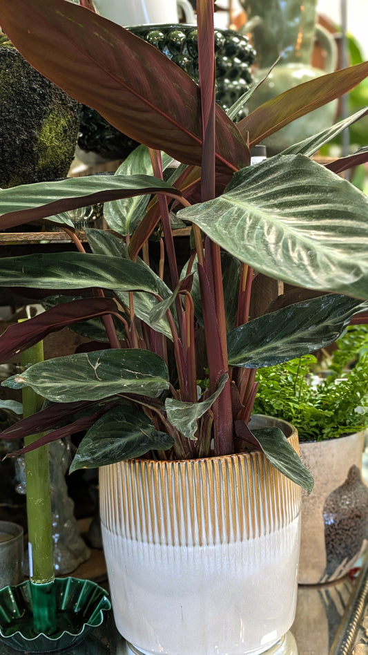 Calathea 'Stripestar'