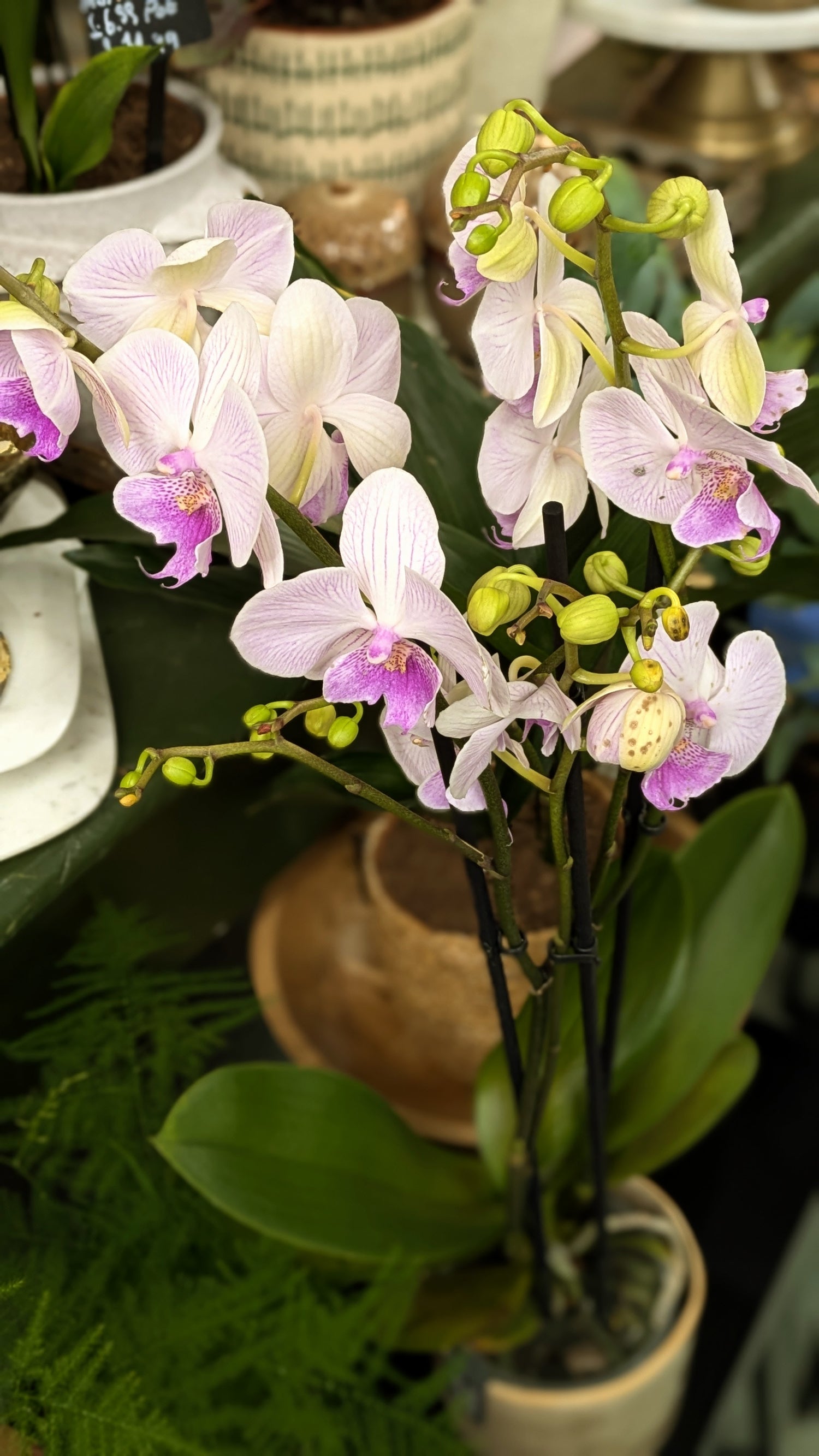 Bouquet of white and pink orchids in a pot on a green surface.