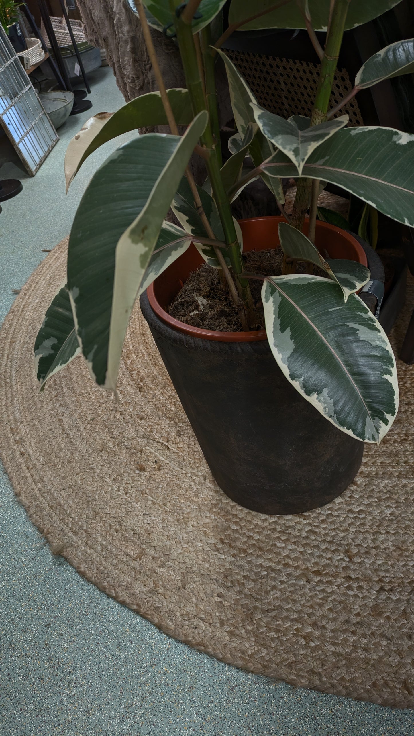 Ficus Tineke (Large)