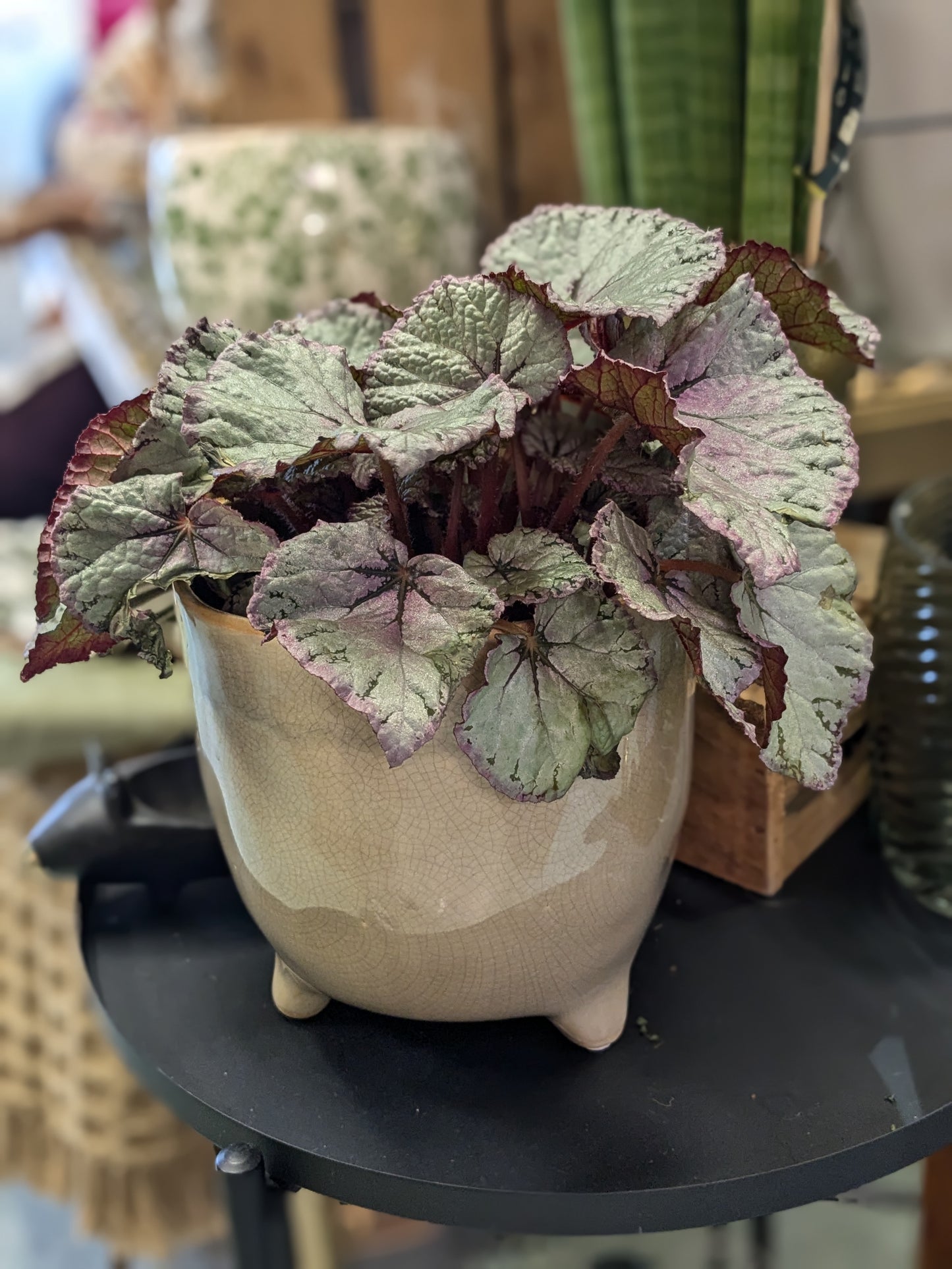 Begonia 'Hawaiian Silver'