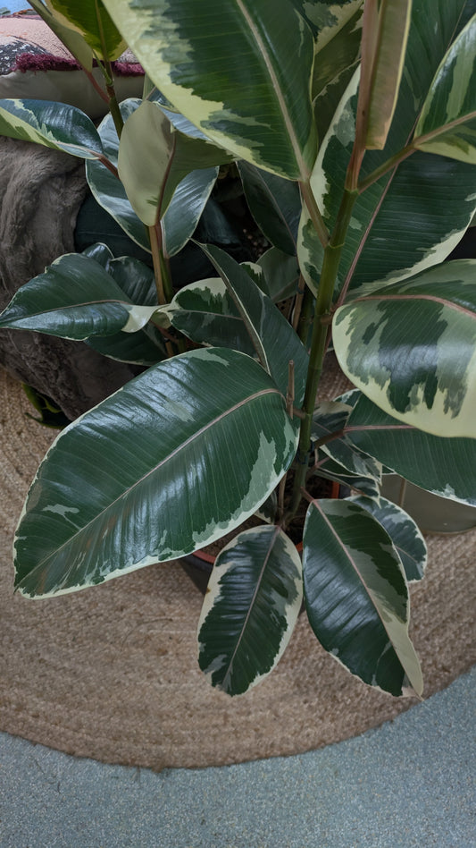 Ficus Tineke (Large)