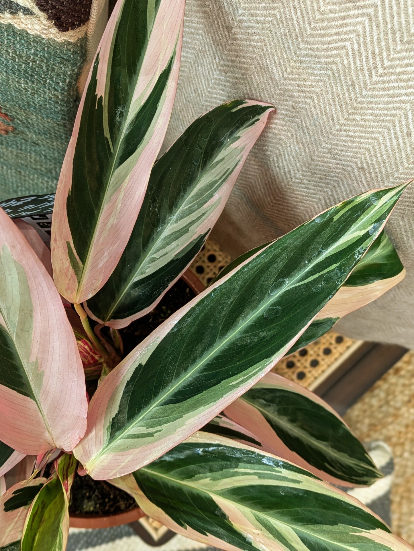 Calathea 'Triostar'