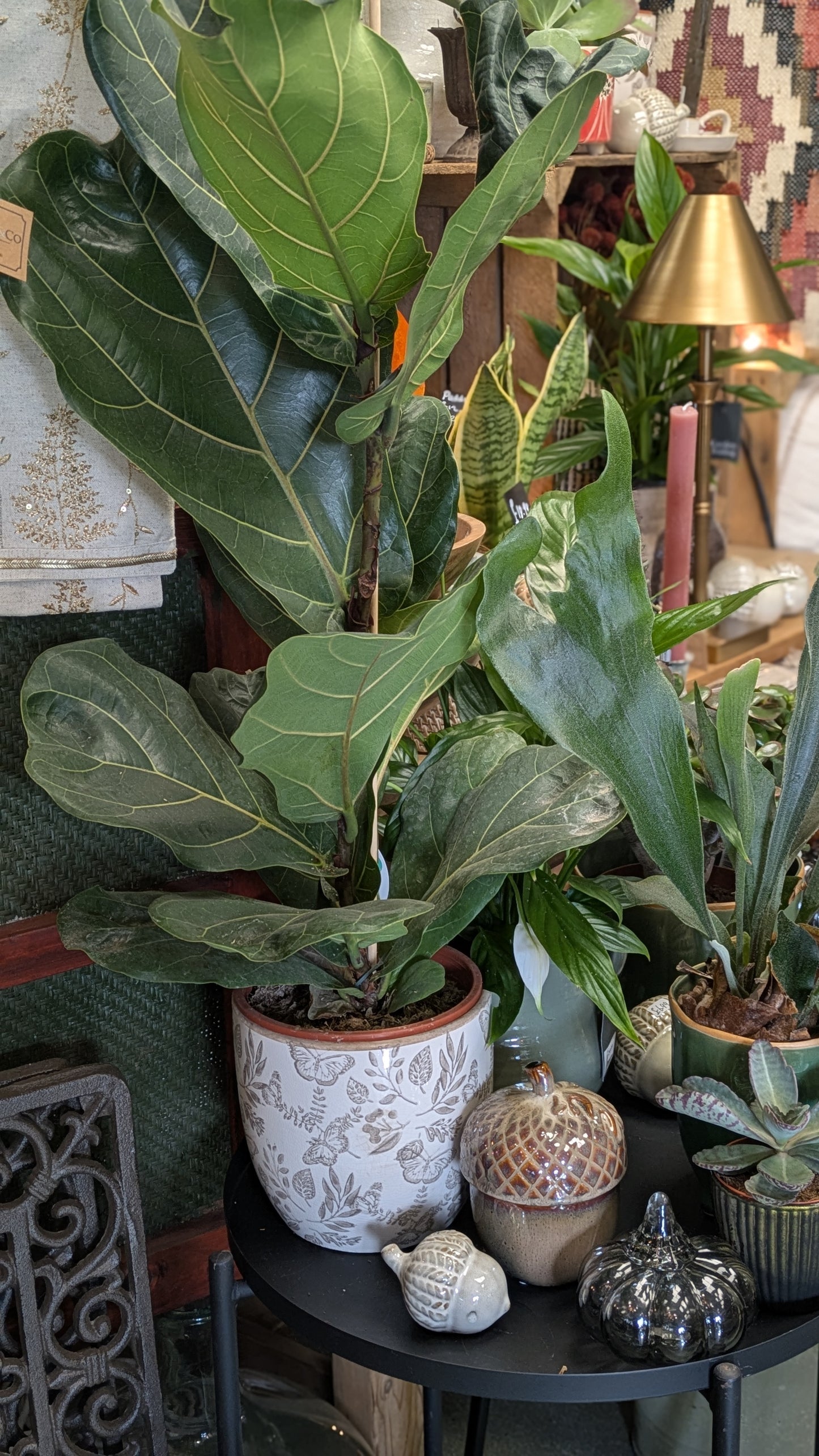 Fiddle Leaf Fig