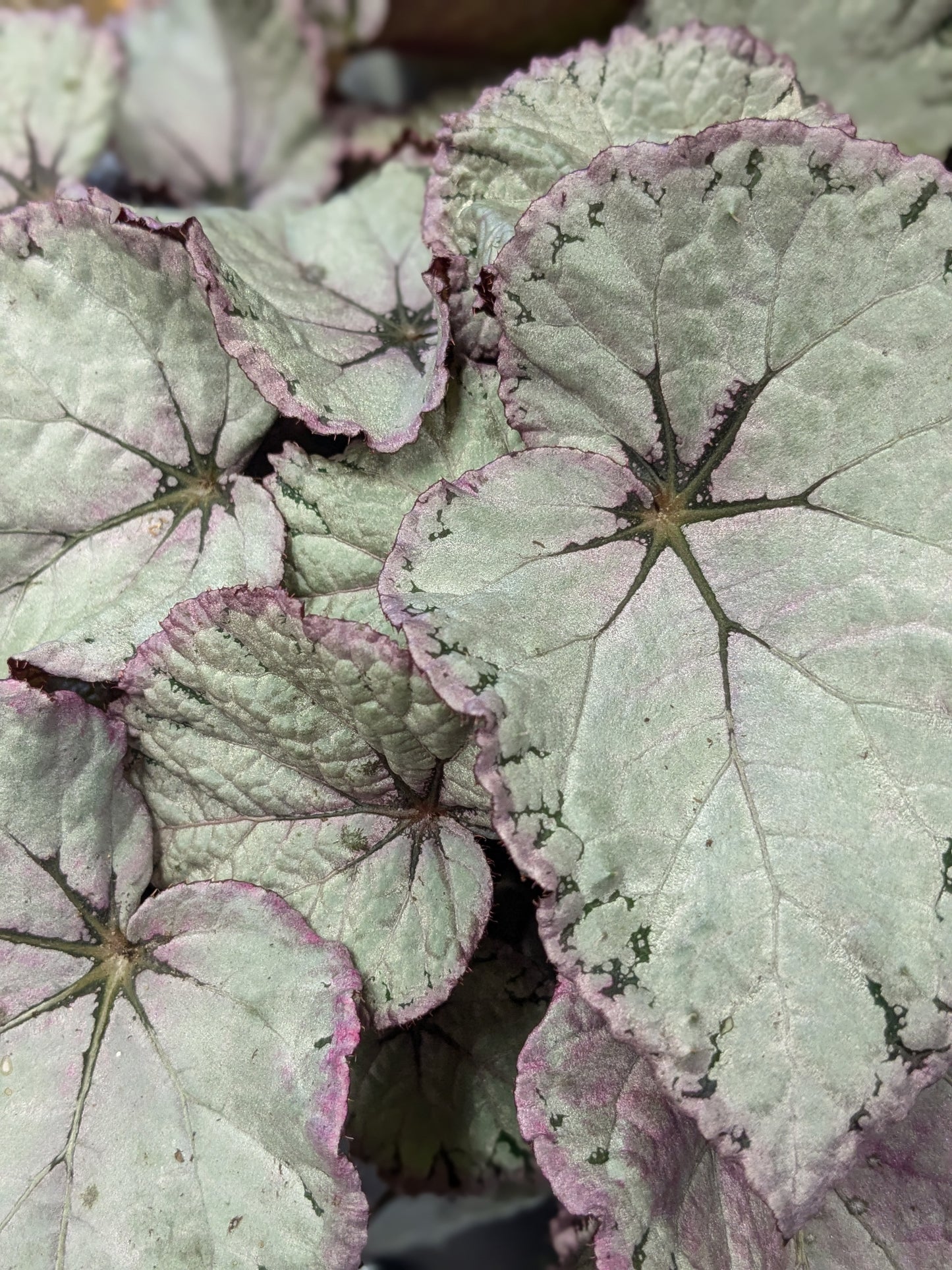 Begonia 'Hawaiian Silver'