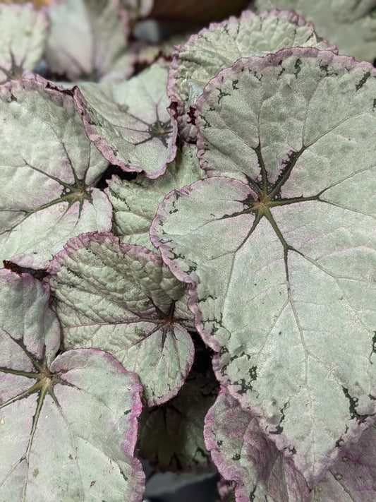 Begonia 'Hawaiian Silver'