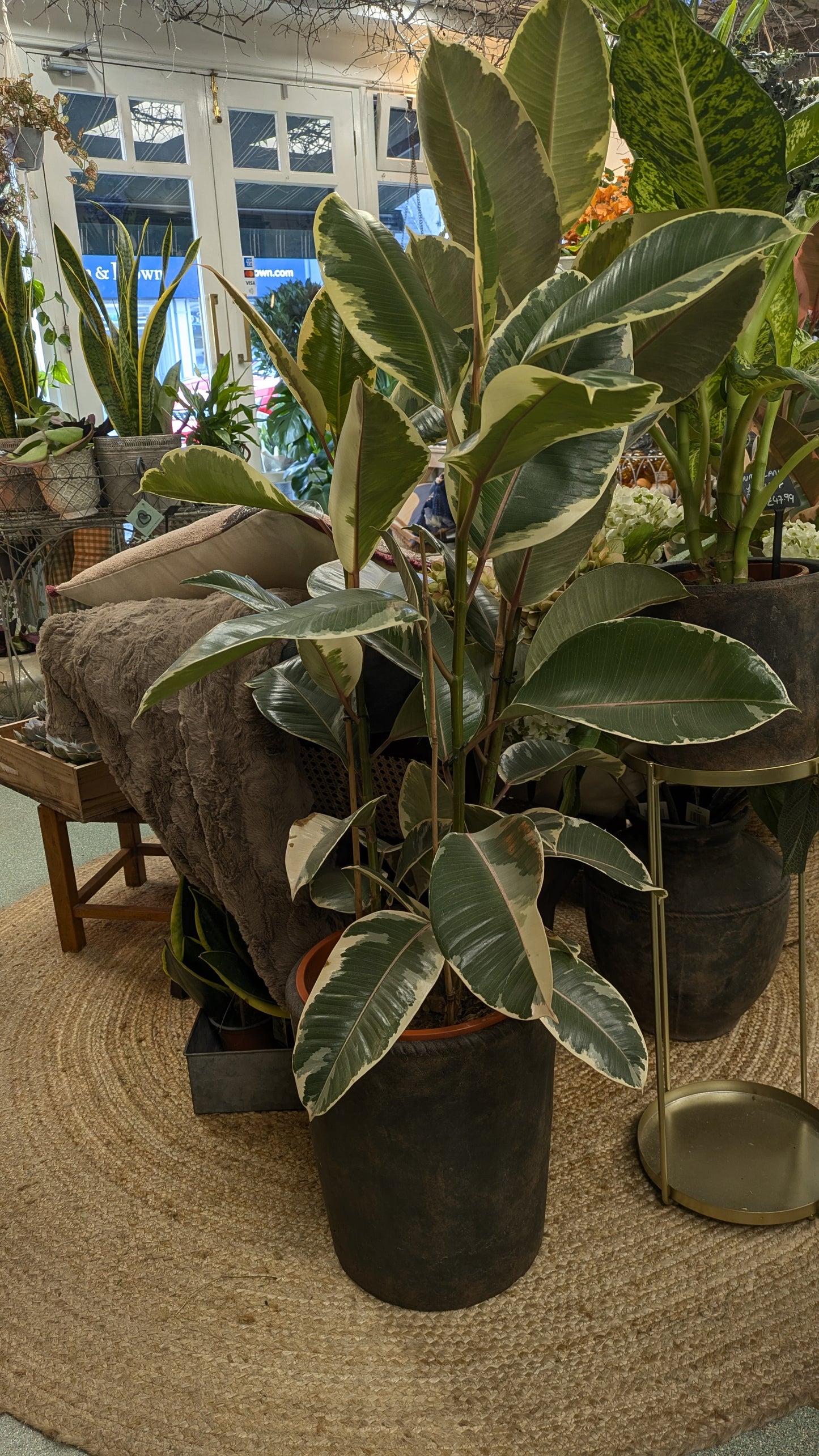 Ficus Tineke (Large)