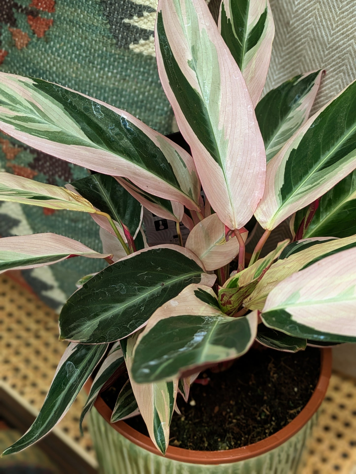 Calathea 'Triostar'