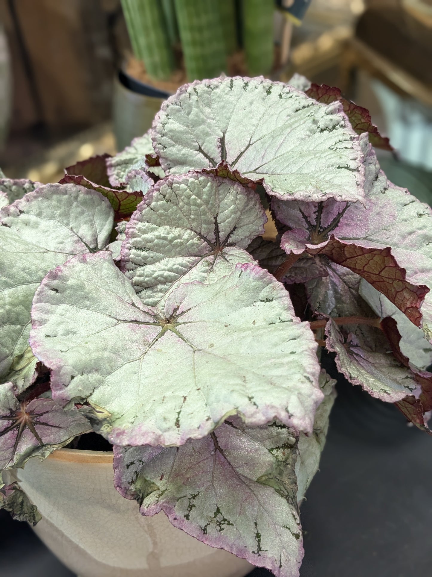 Begonia 'Hawaiian Silver'