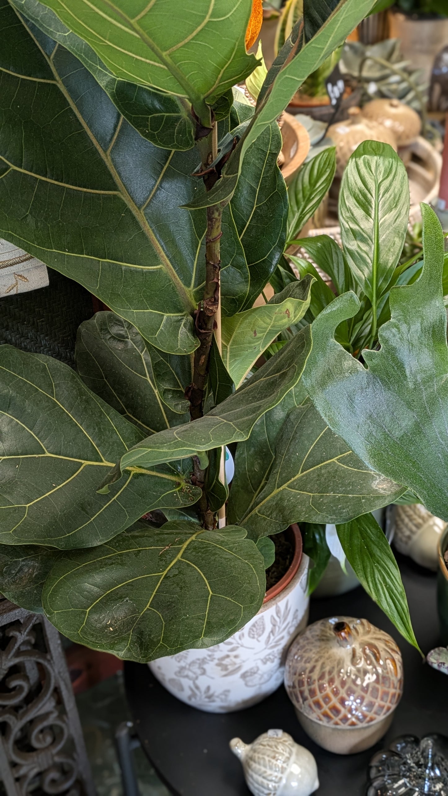 Fiddle Leaf Fig
