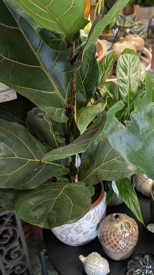 Fiddle Leaf Fig