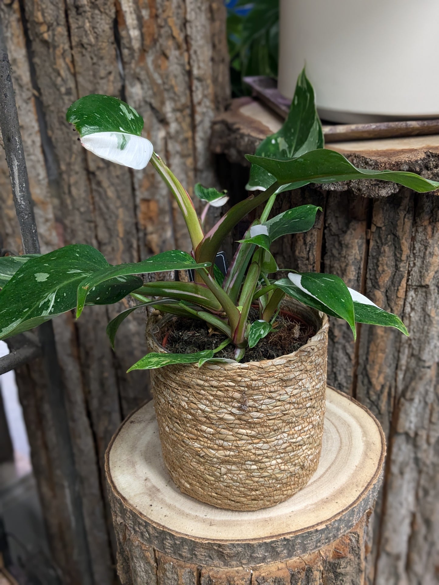 Philodendron White Wave