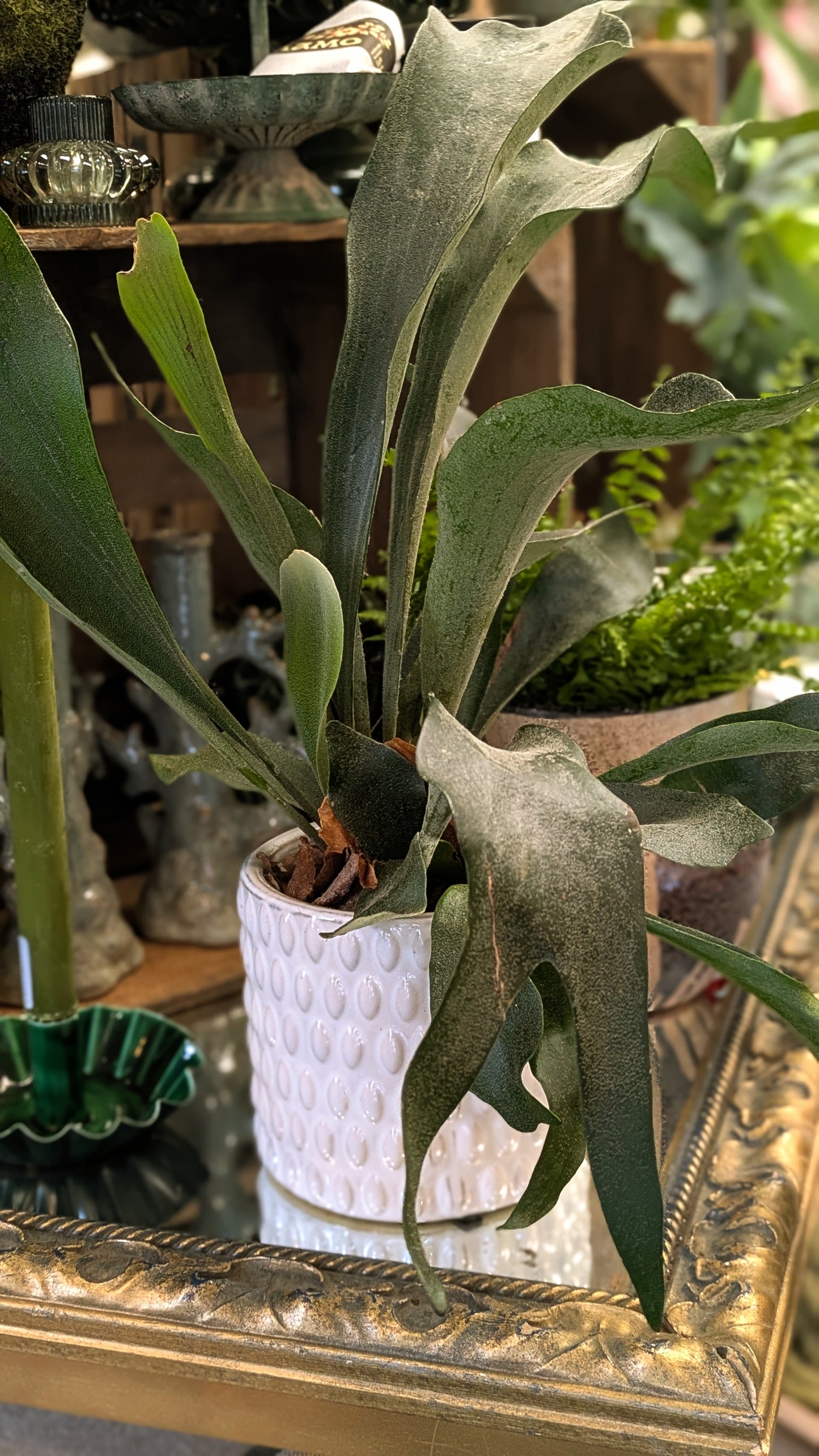Stag Horn Fern