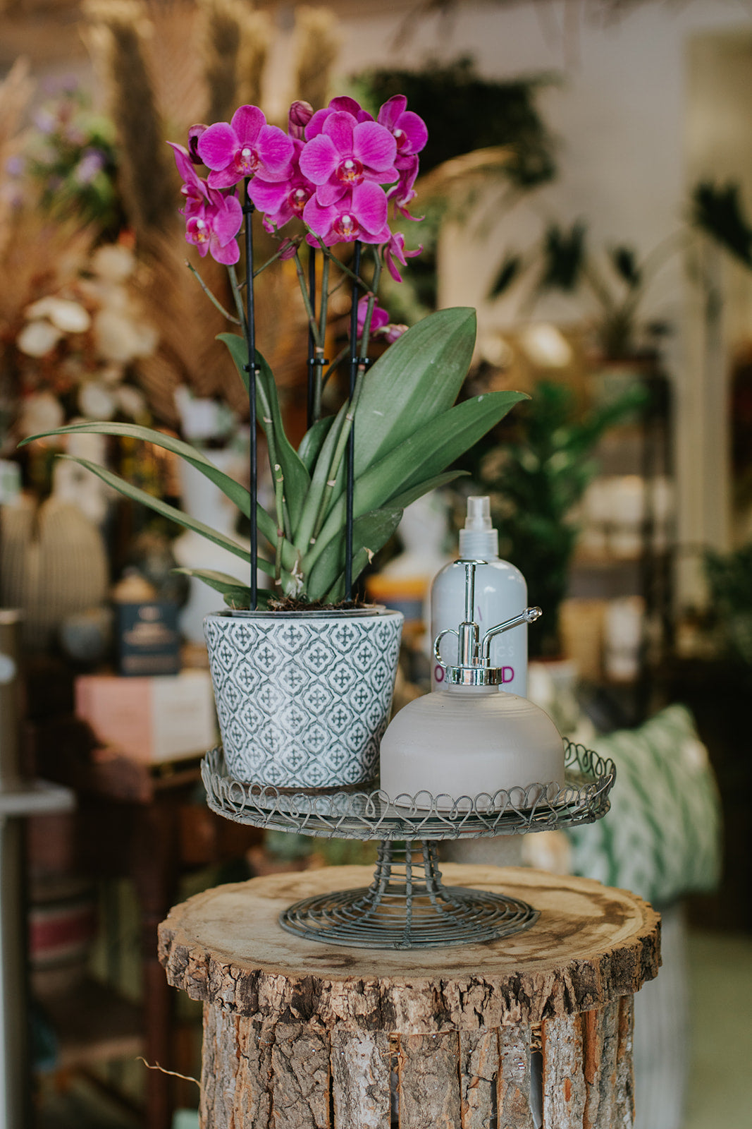 Orchid Lovers Gift Set