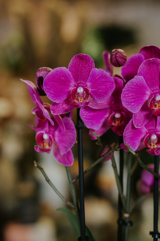 Orchid Lovers Gift Set